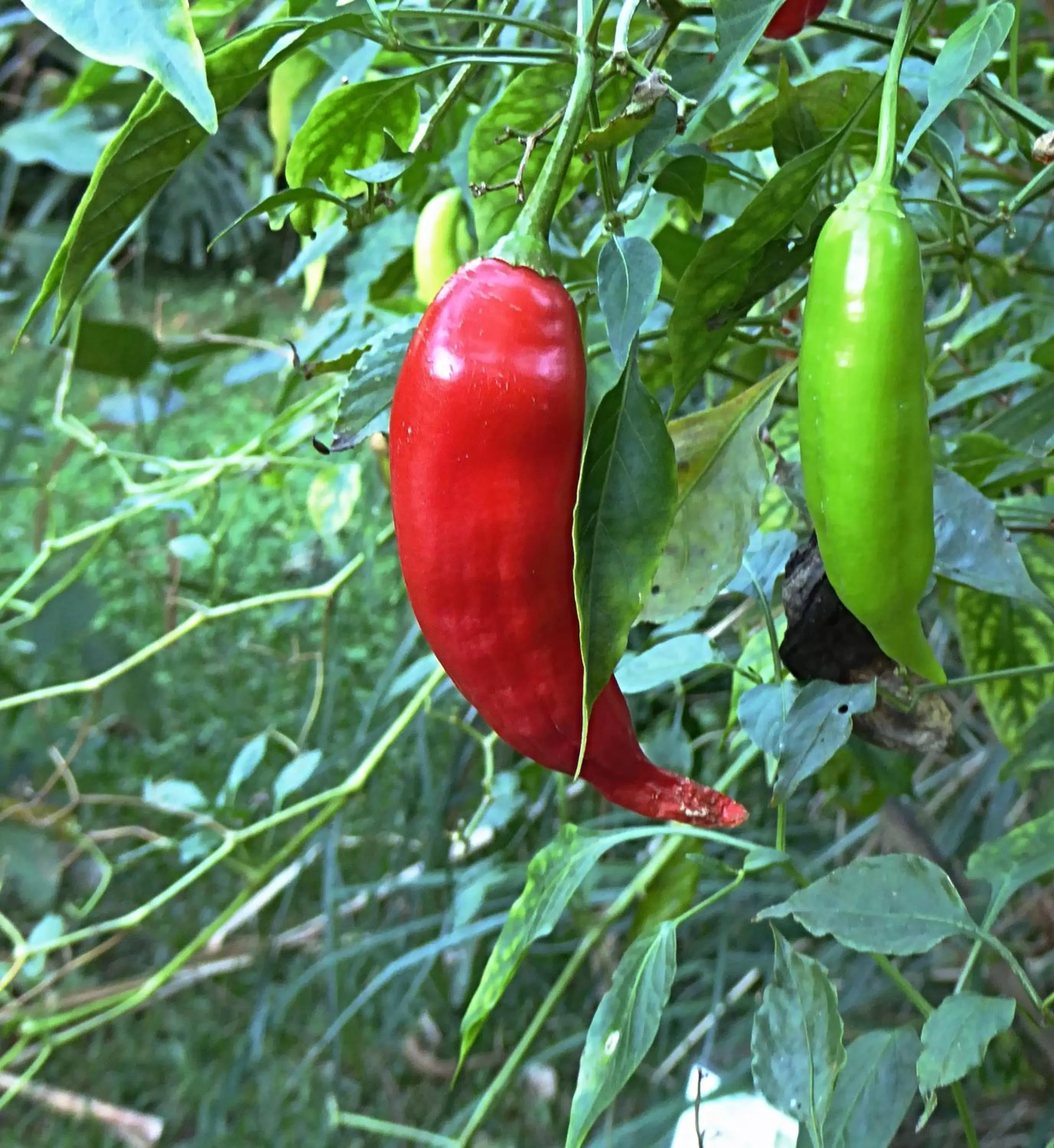 Garden, Other Animals in Pura Vida Hotel