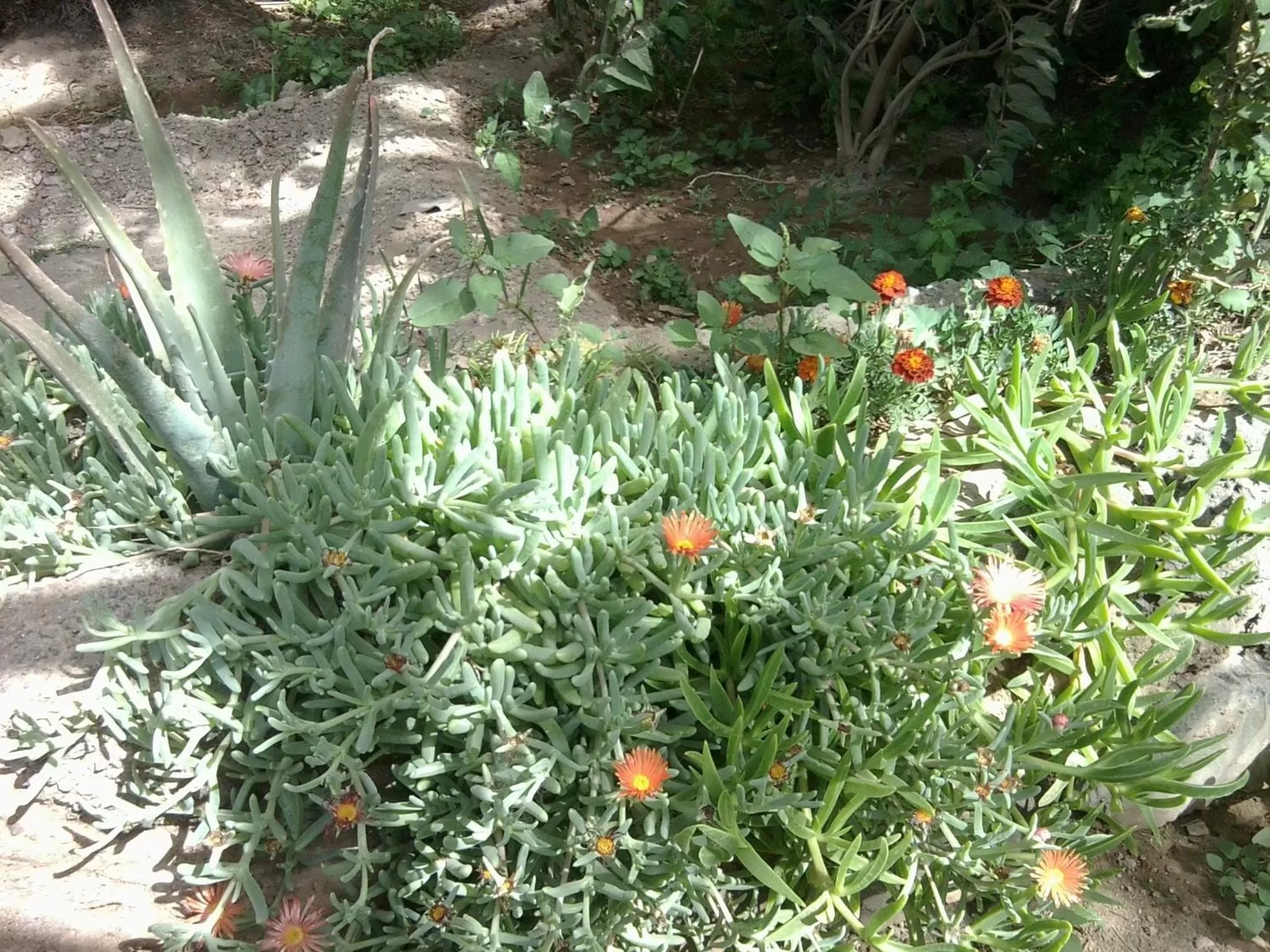 Day in Villa Morabeza Guest House