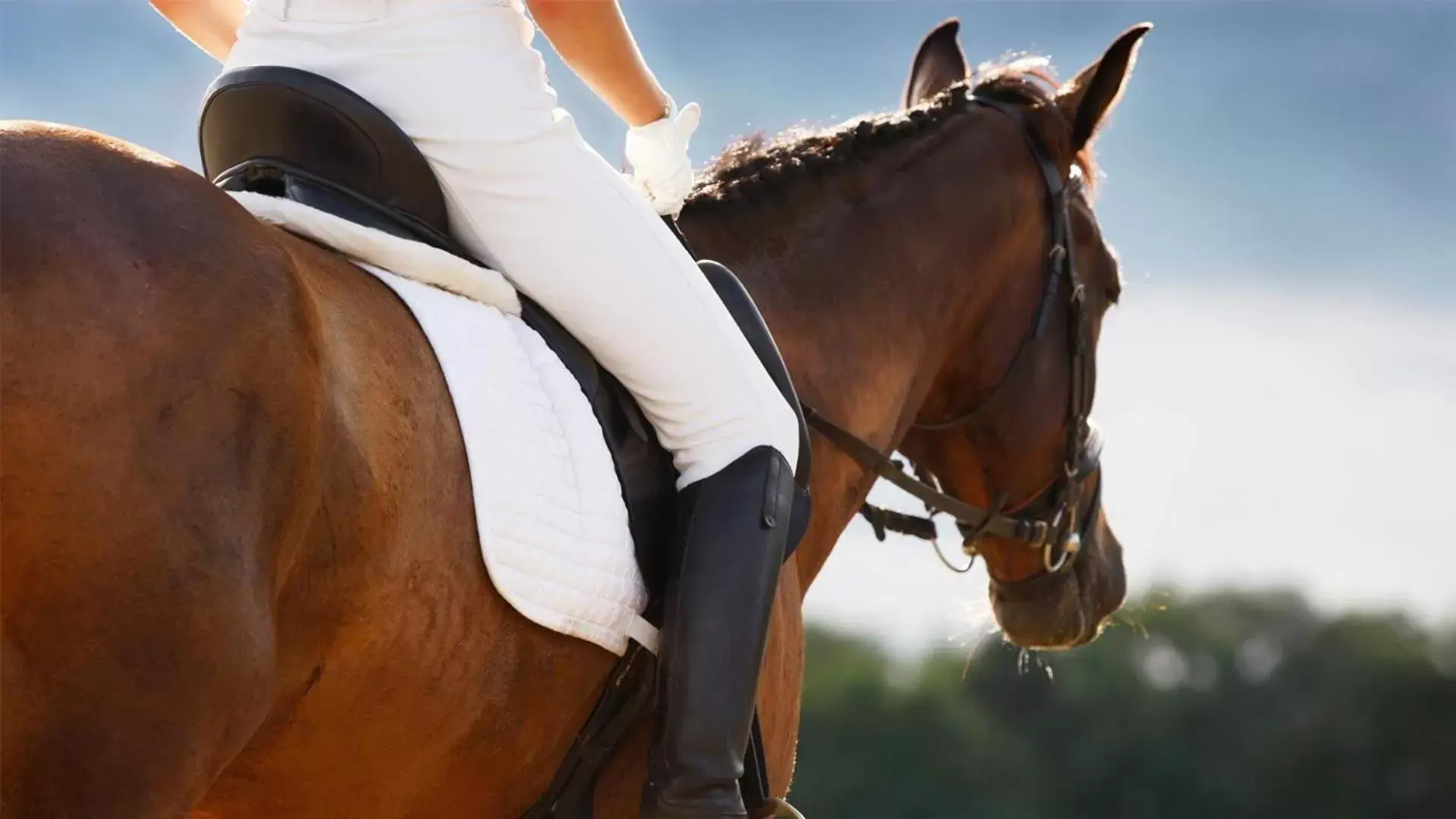 Horse-riding, Other Animals in Hôtel Le Méditerranée