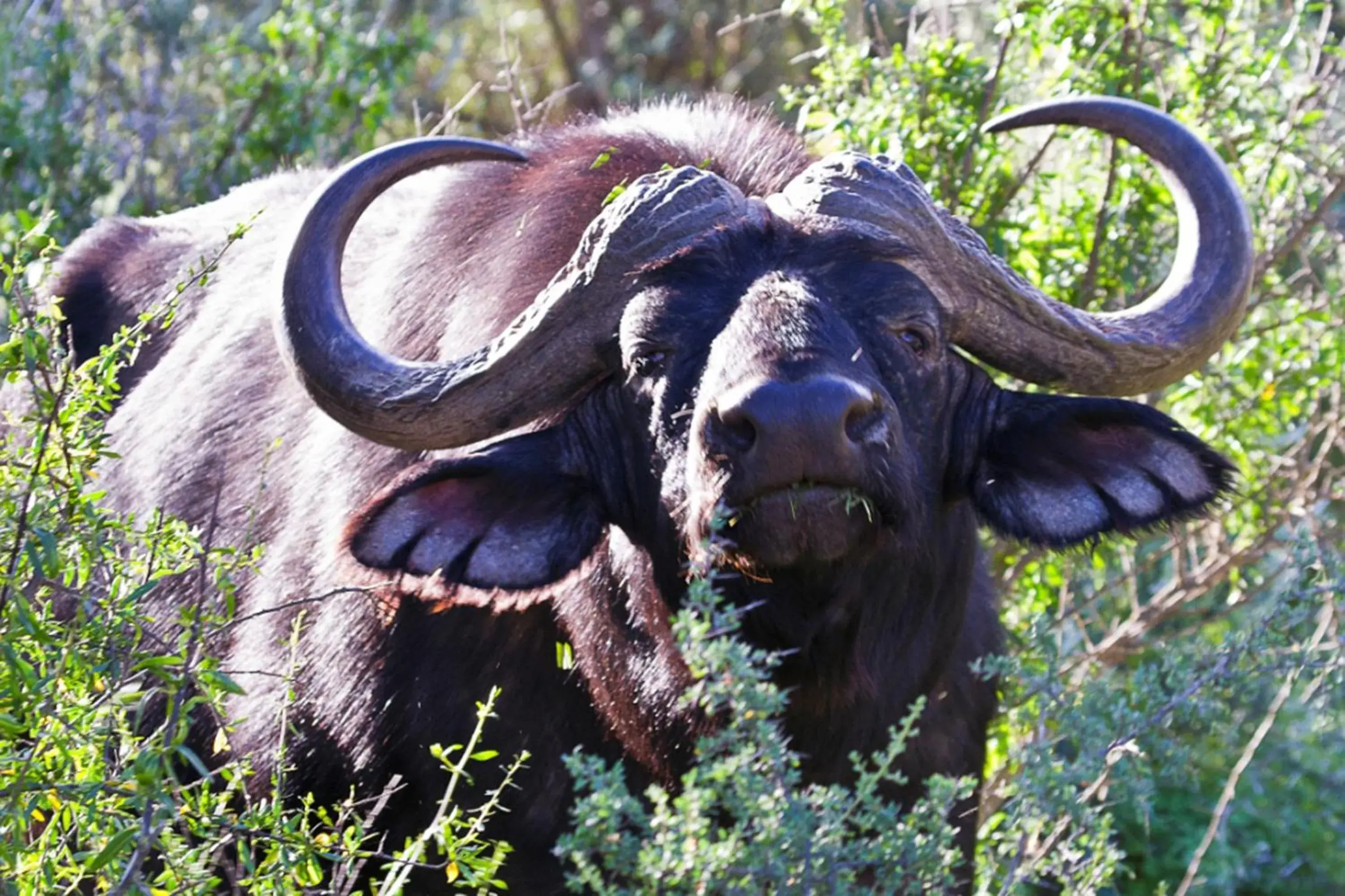 View (from property/room), Other Animals in Buffelsdrift Game Lodge