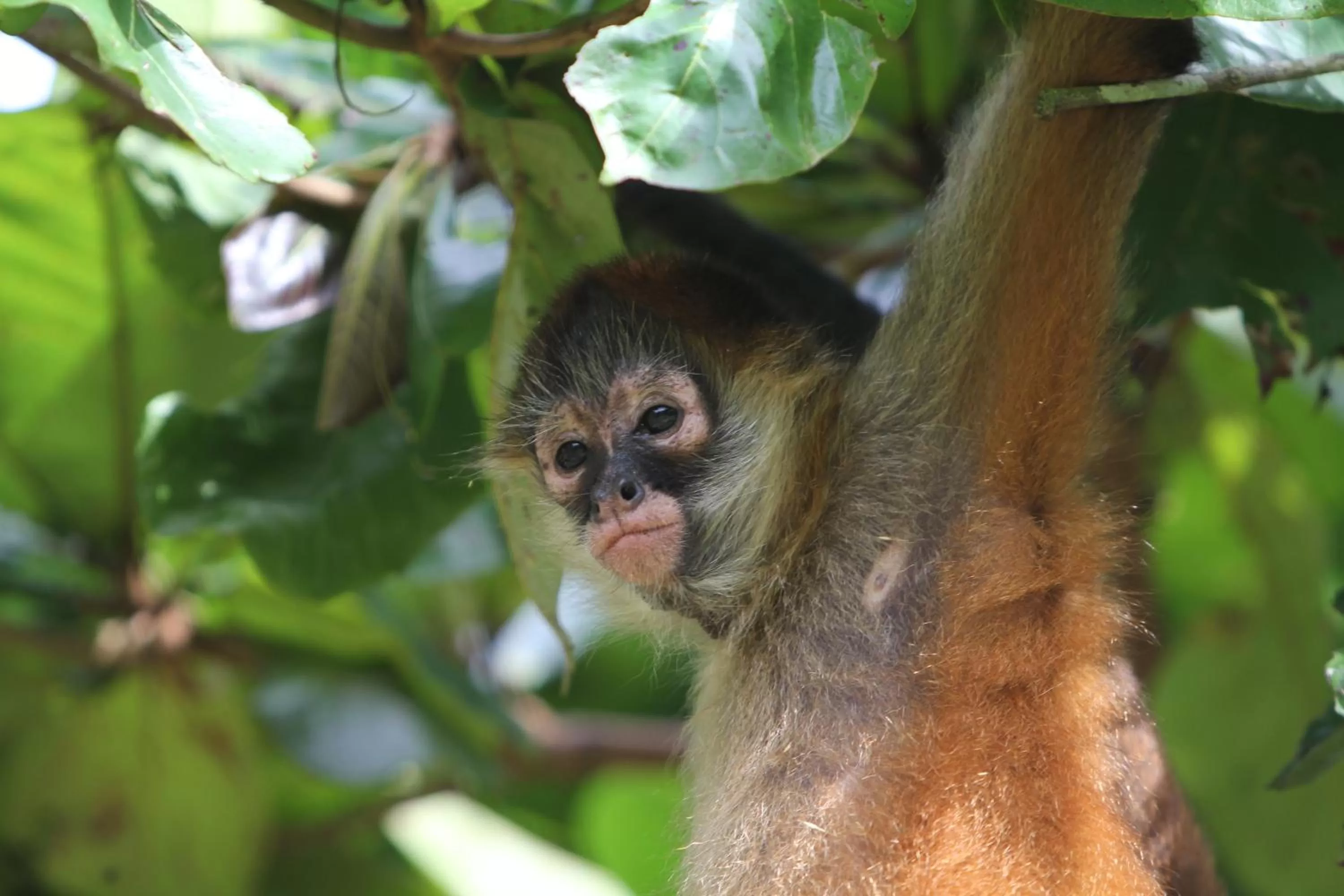 Animals in Monkey Lodge Panama