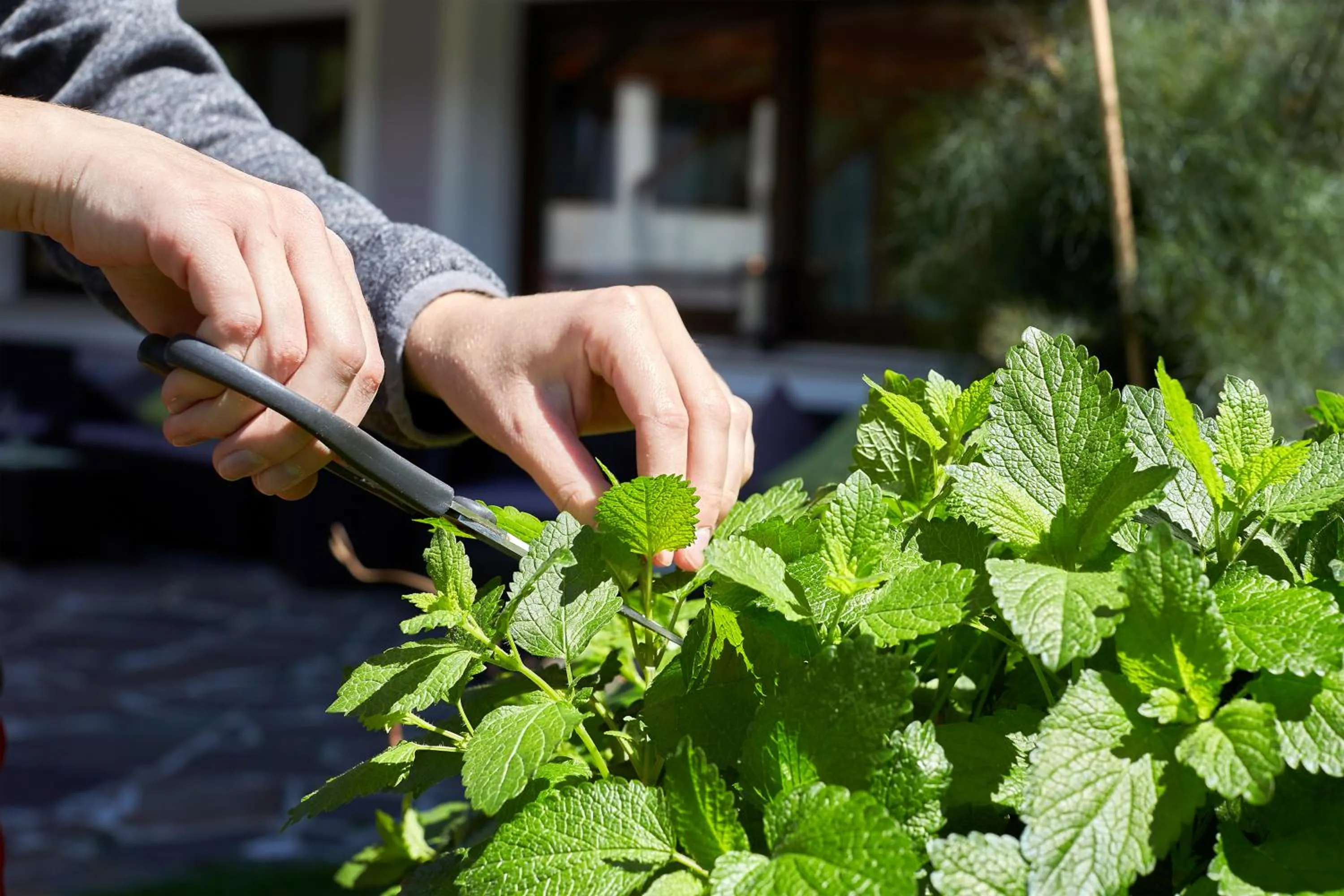Garden in Hotel Erhart Sölden