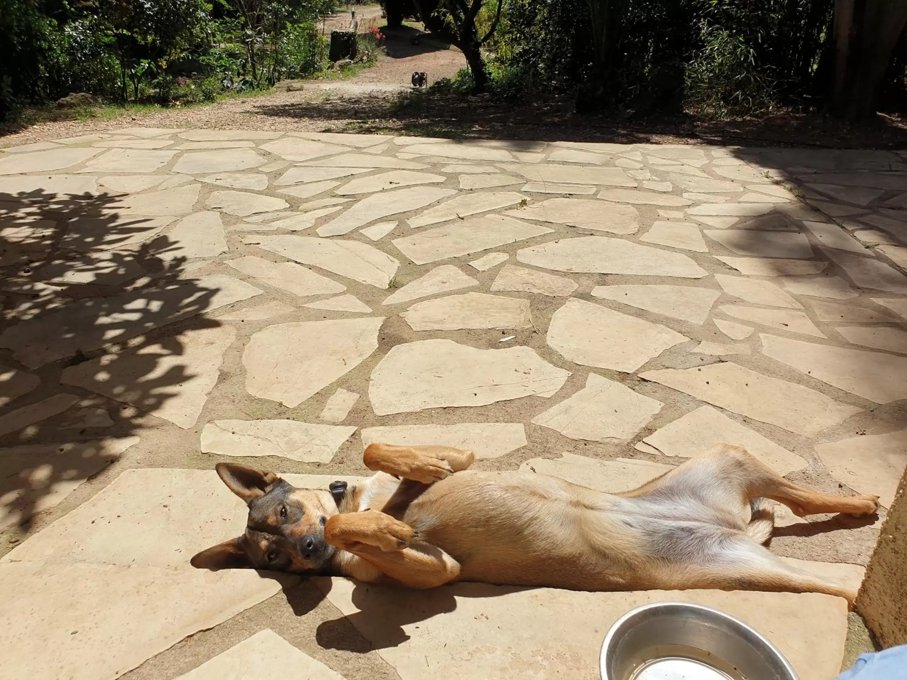 Pets in Chambre d'hôtes dans propriété rurale - Provence