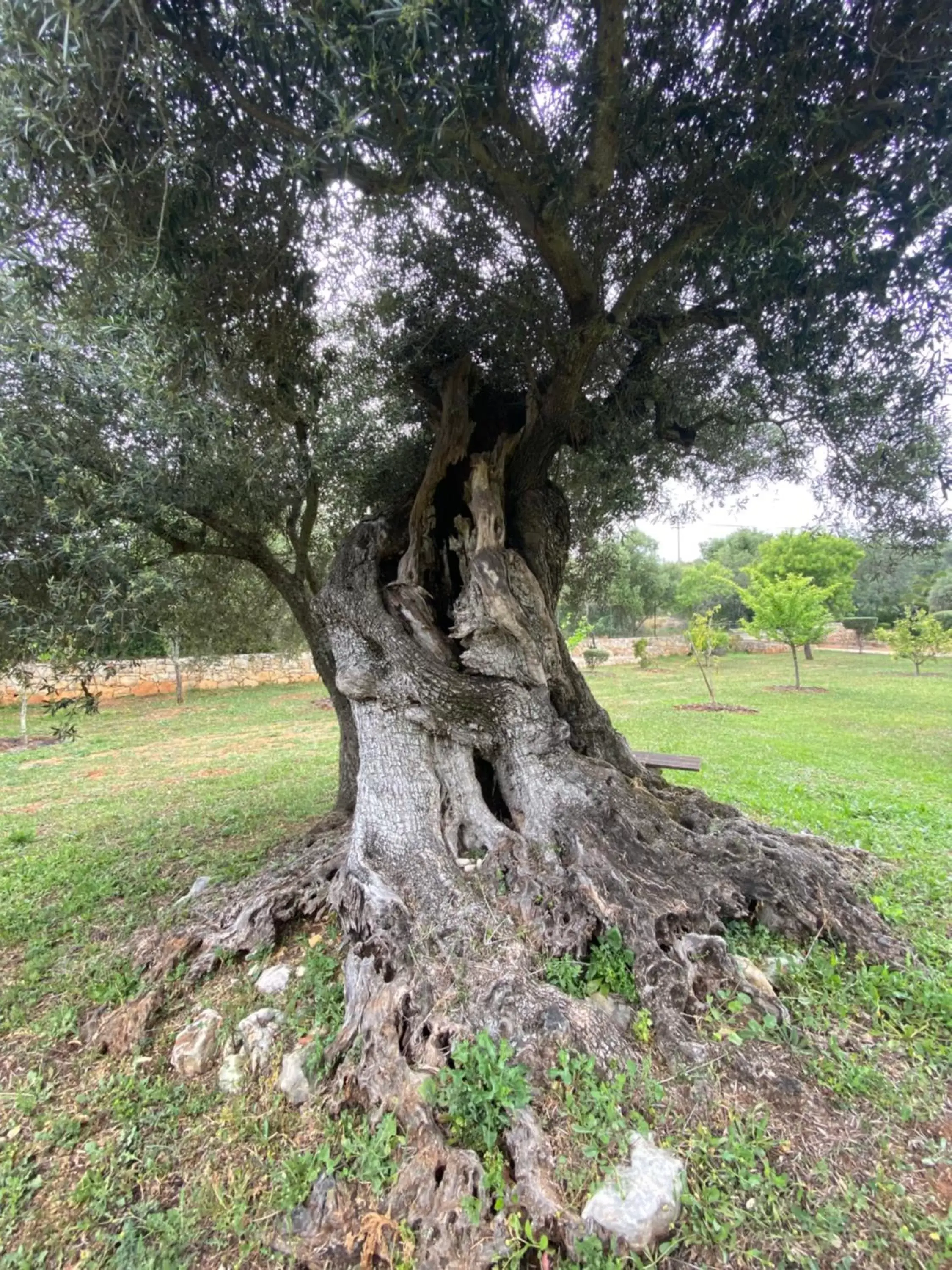 Natural landscape in Adamah Vayu -Casa Serenida