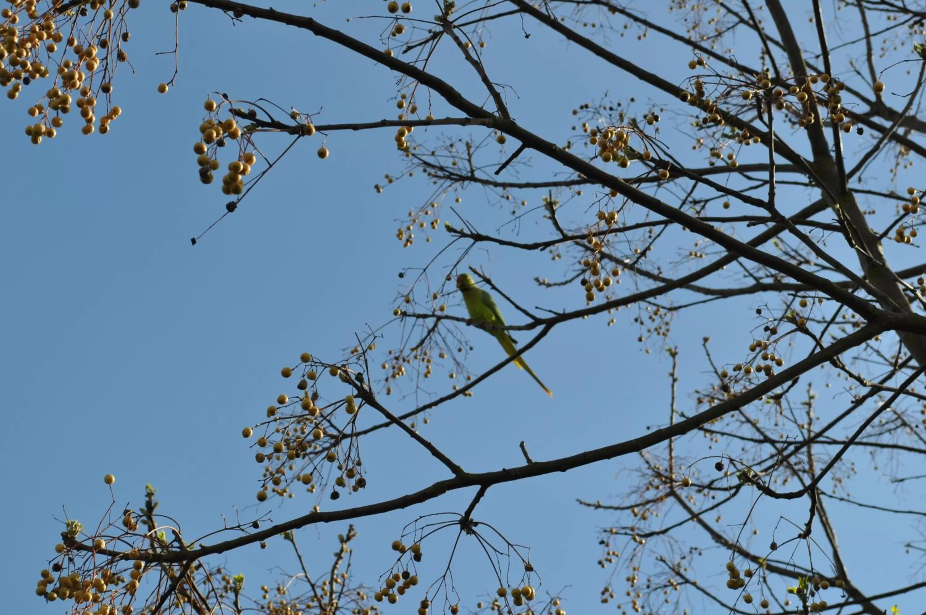 Animals in Armonie di Villa Incontri B&B