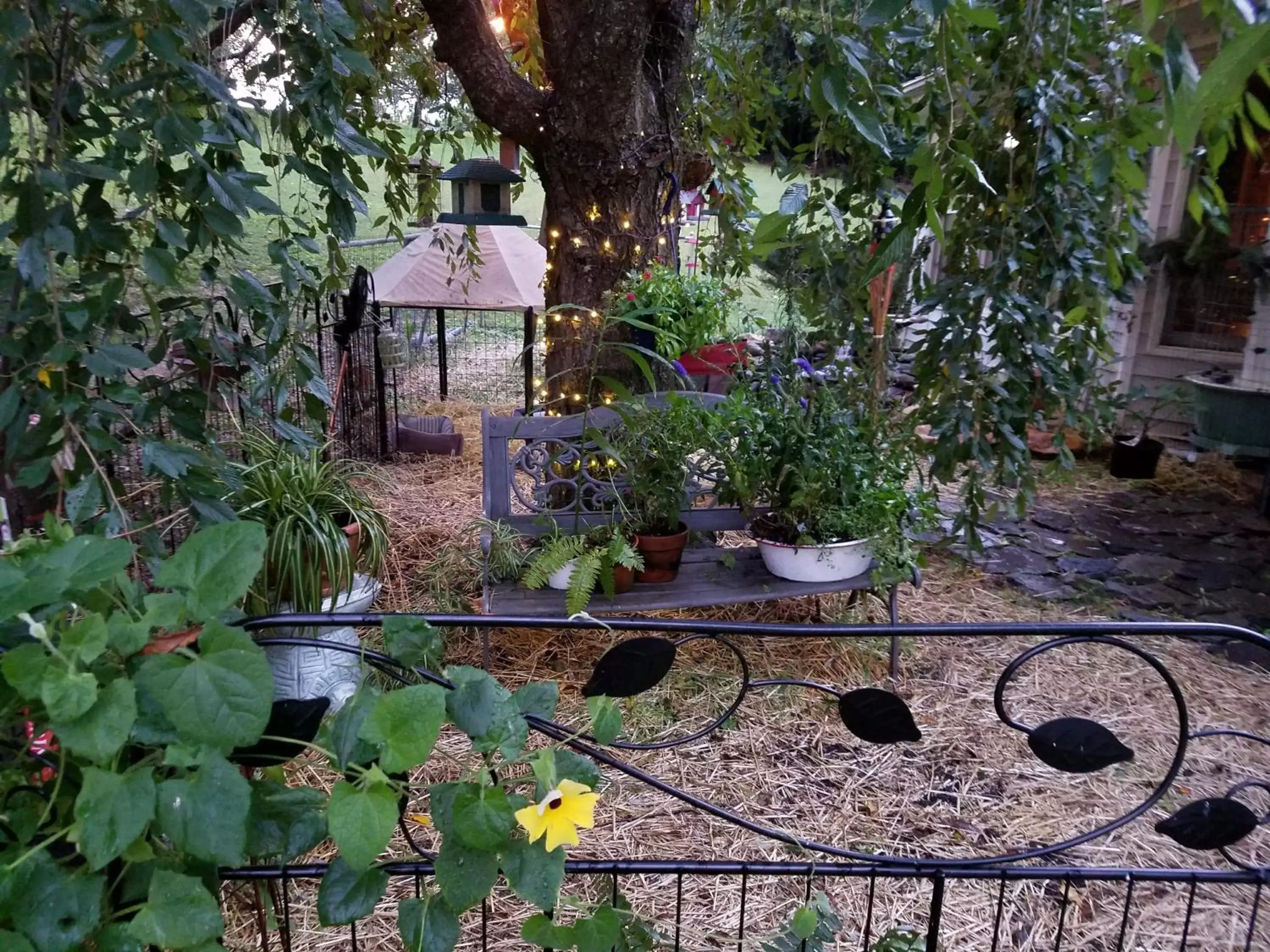 Blue Ridge Manor Bed and Breakfast Blue Ridge Manor Bed and Breakfast