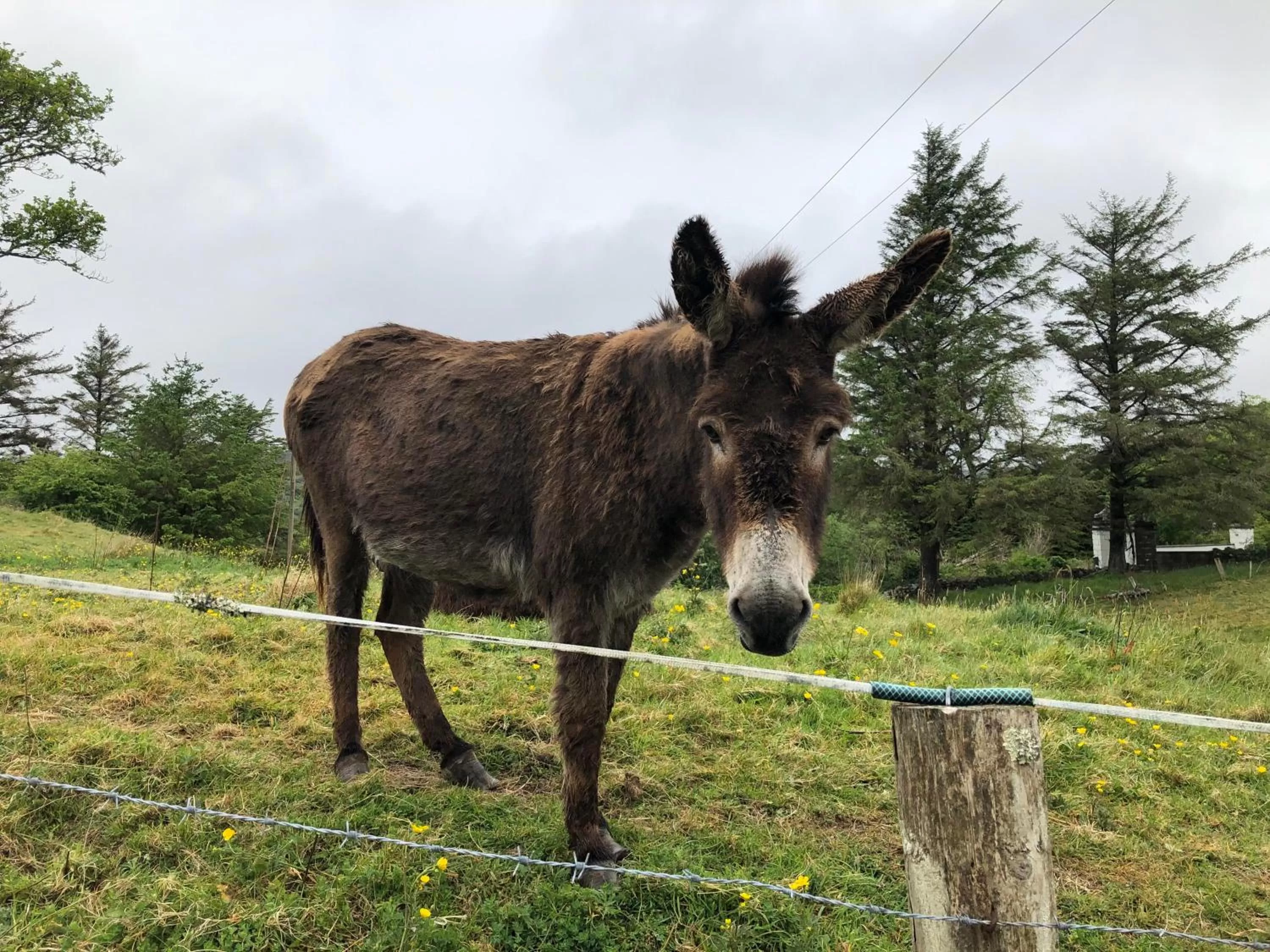 Animals, Other Animals in Railway Avenue Rooms
