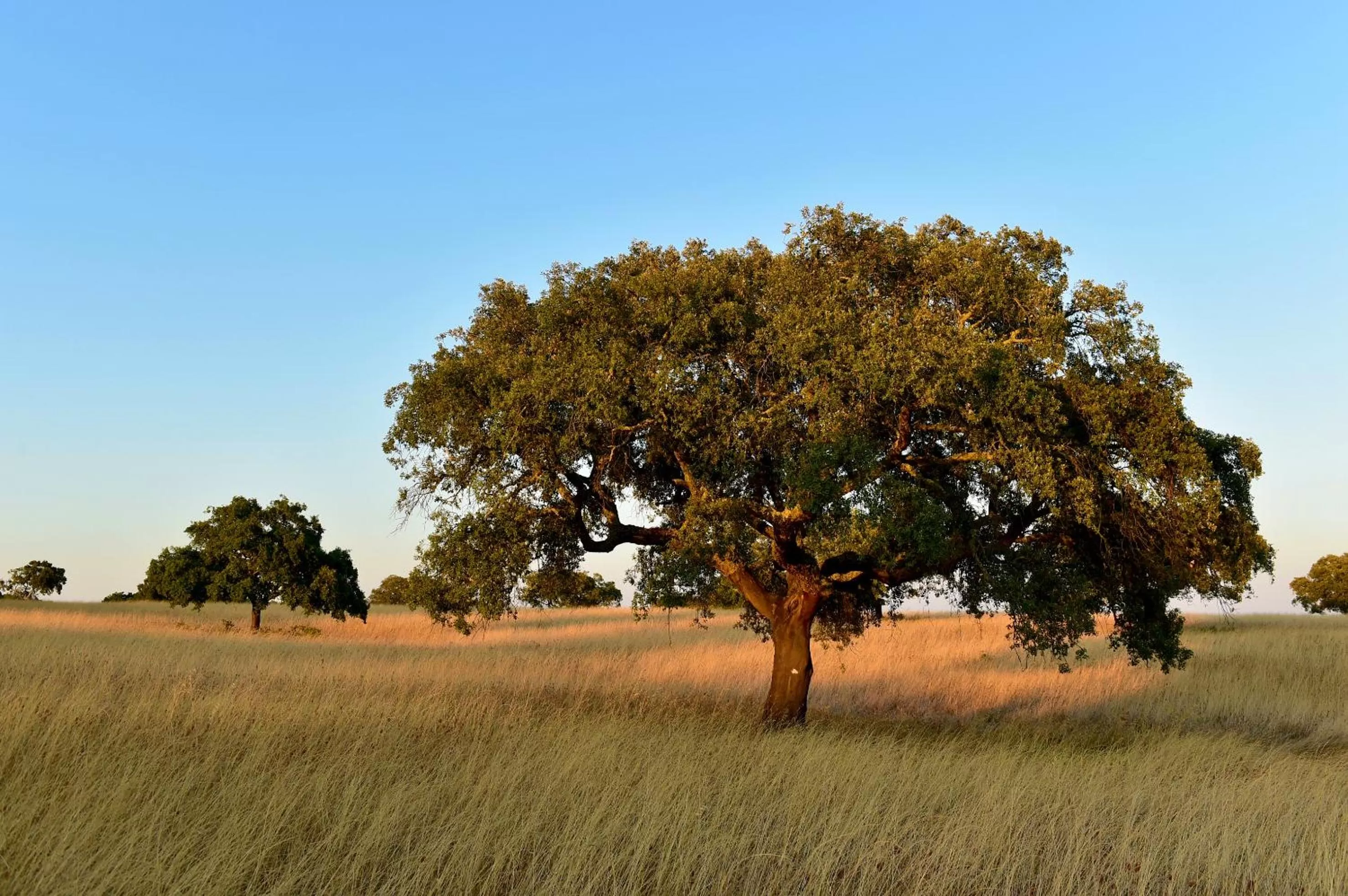 Natural landscape in Pousada Convento de Beja