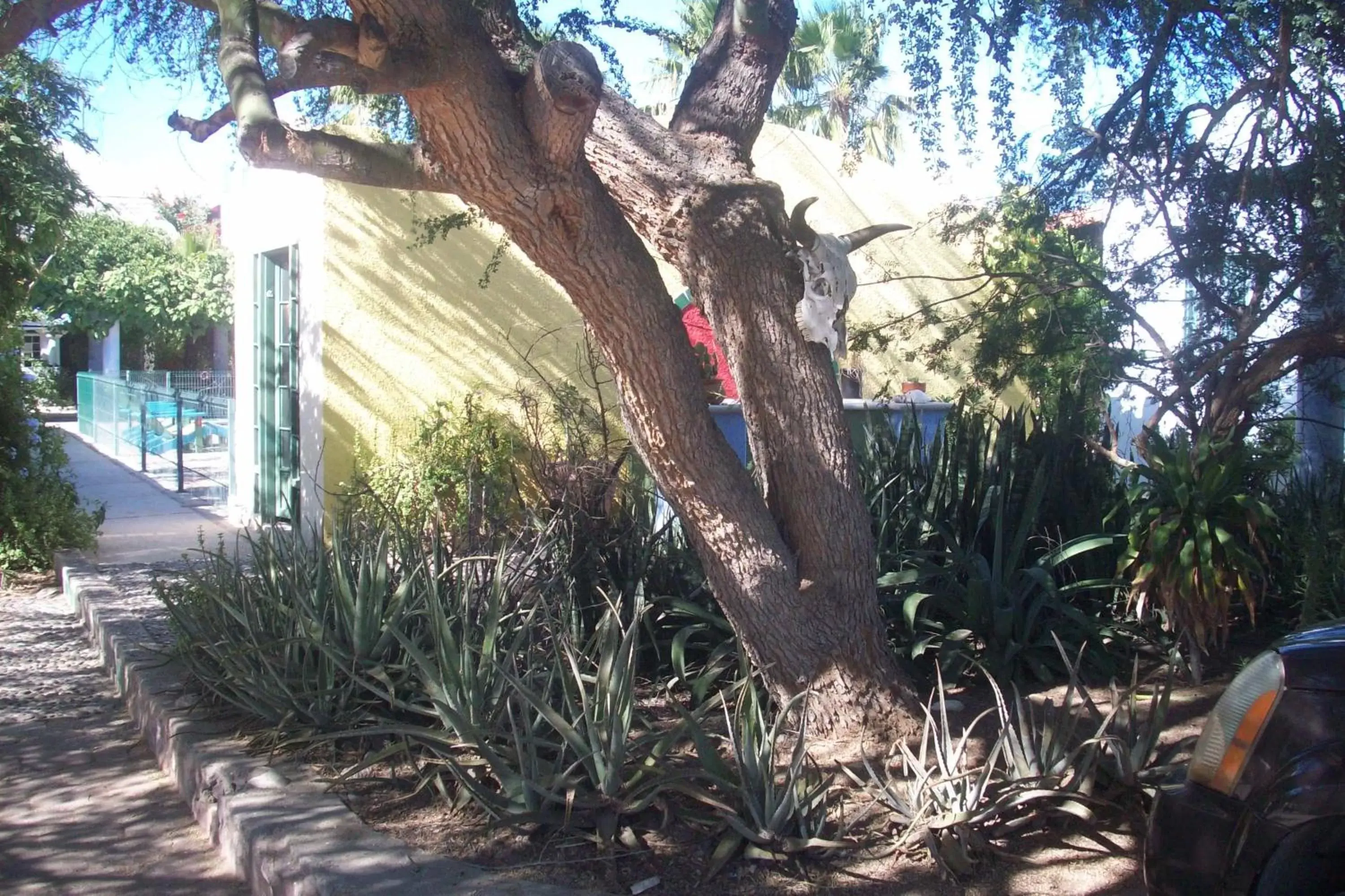 Garden, Property Building in Casabuena B&B