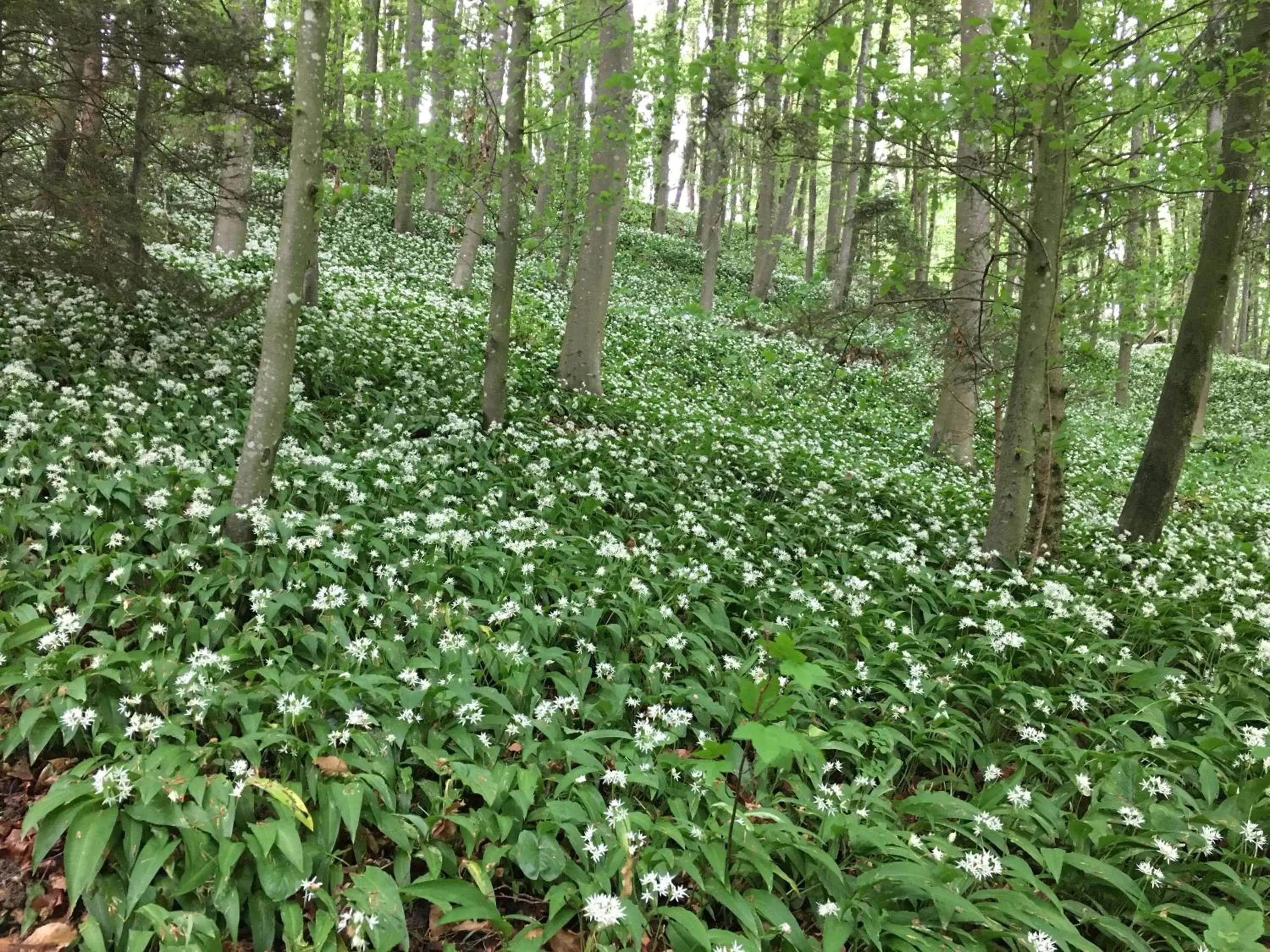 Hiking in Les 3 Coeurs - Chambres chez charmants habitants