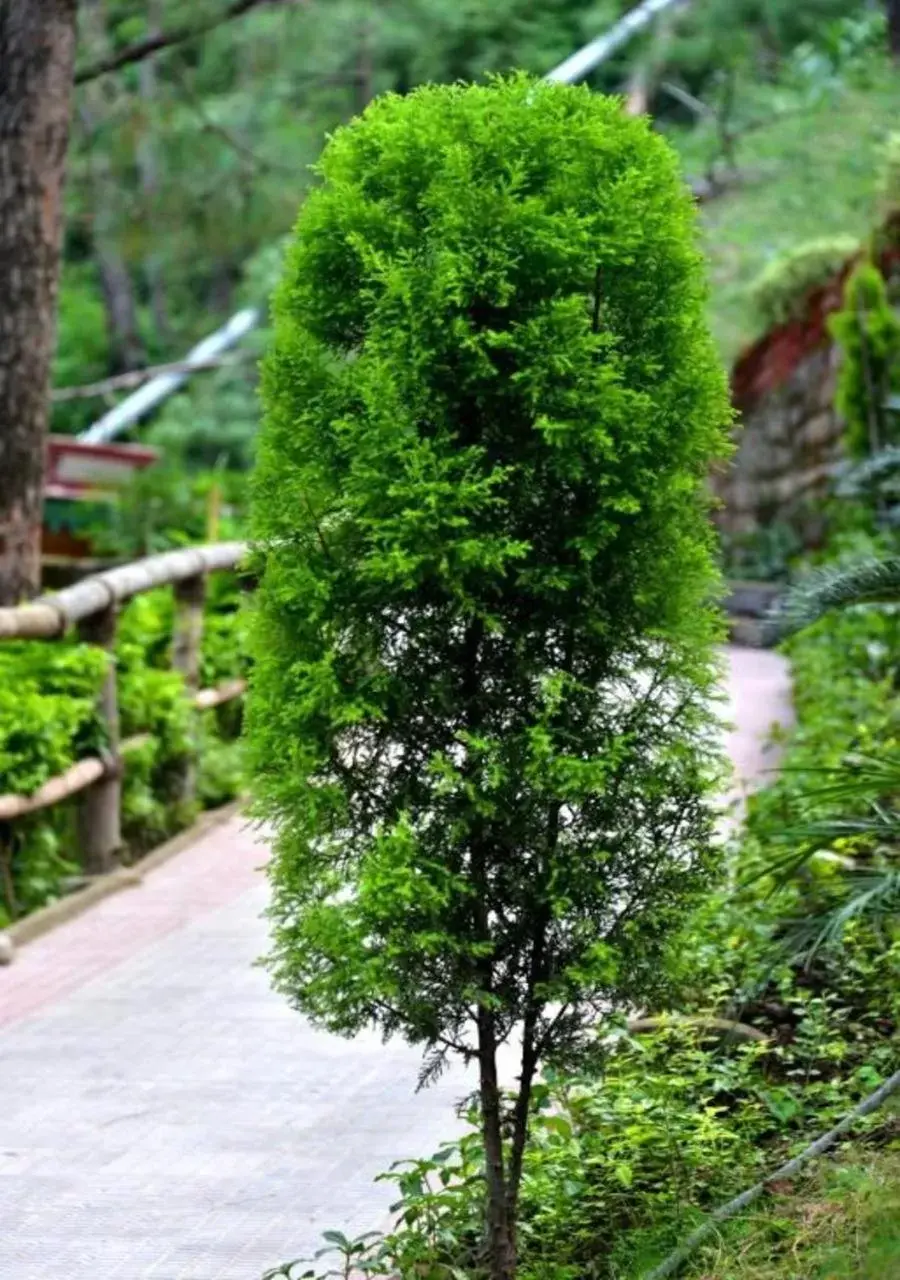 Garden view in Kasauli Hills Resort