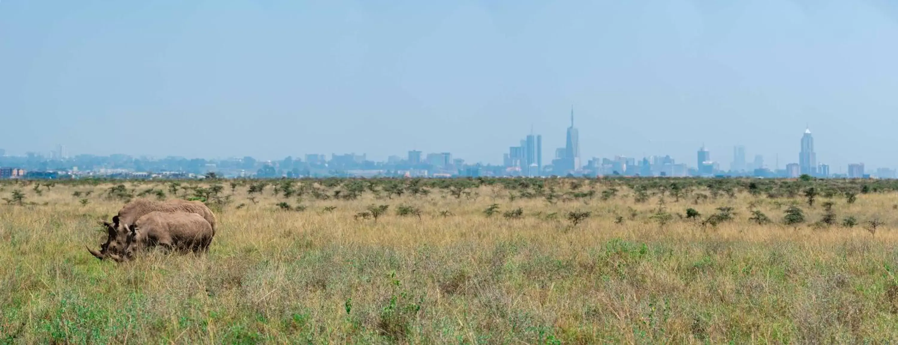 Off site, Other Animals in Park Inn by Radisson, Nairobi Westlands