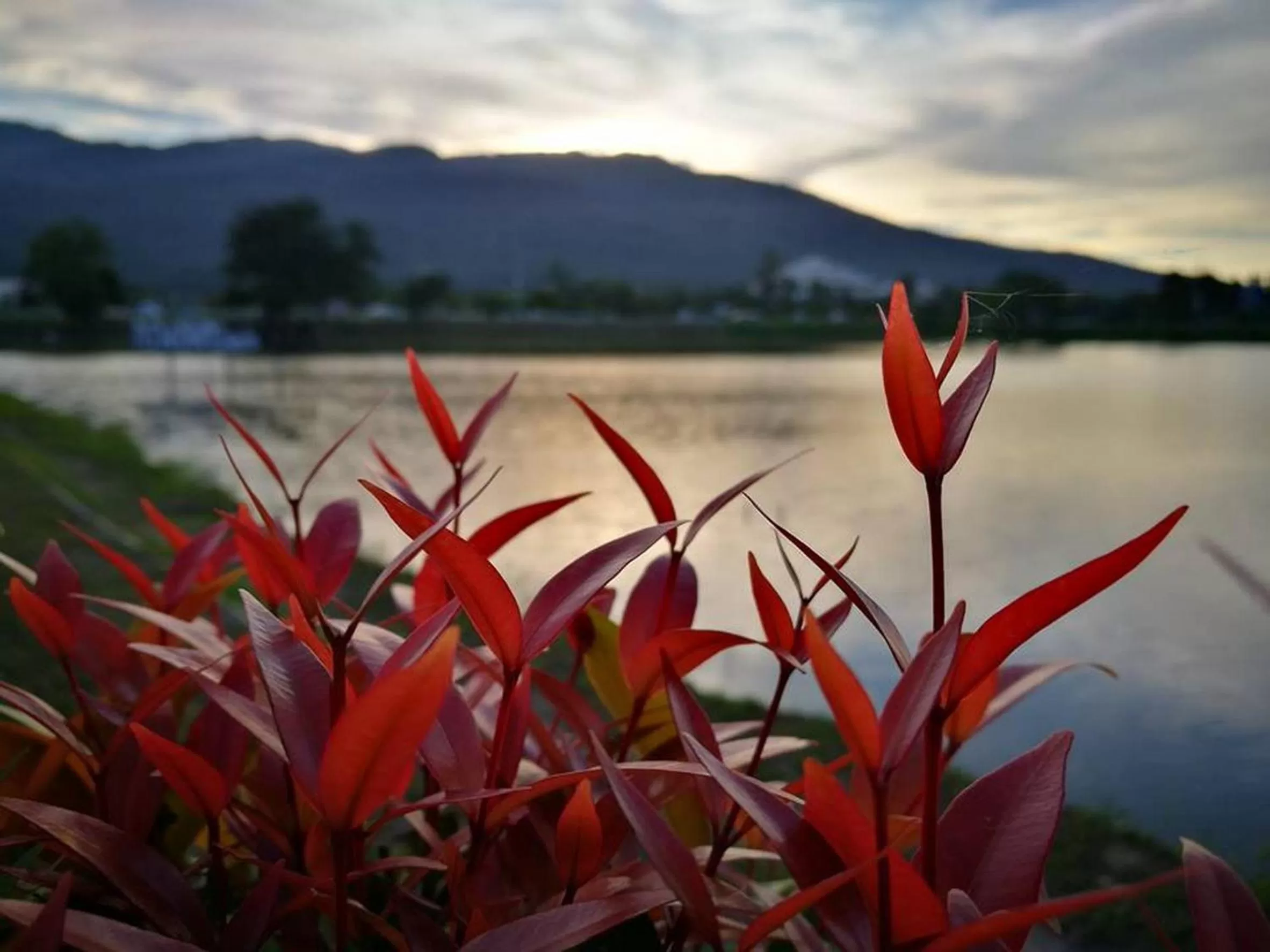 Natural landscape in Green Lake Resort - SHA Extra Plus Certified