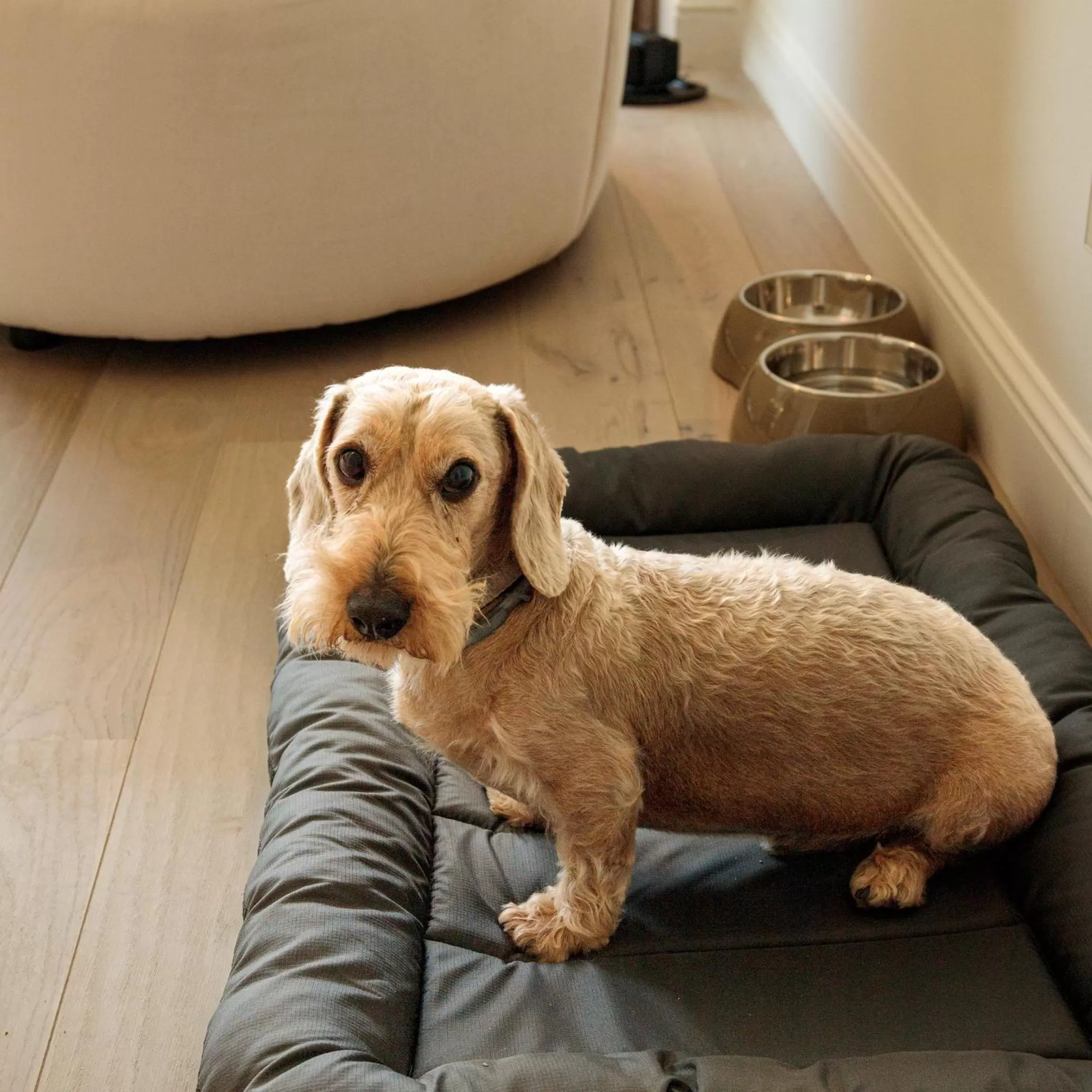 Pets in Mercure Benidorm