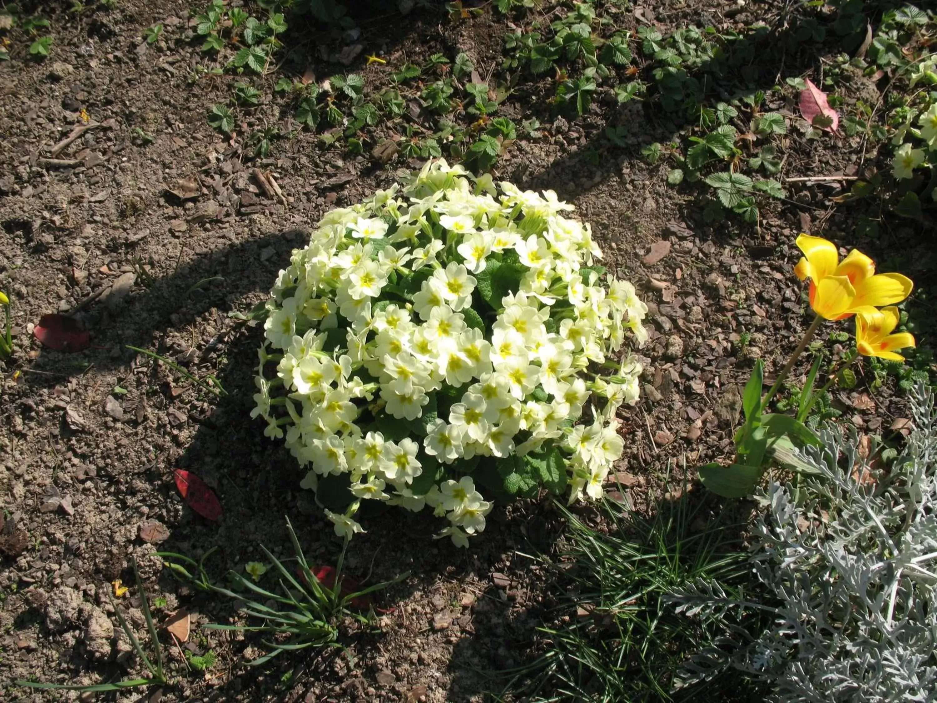 Spring in Chambres d'Hôtes Le Mûrier