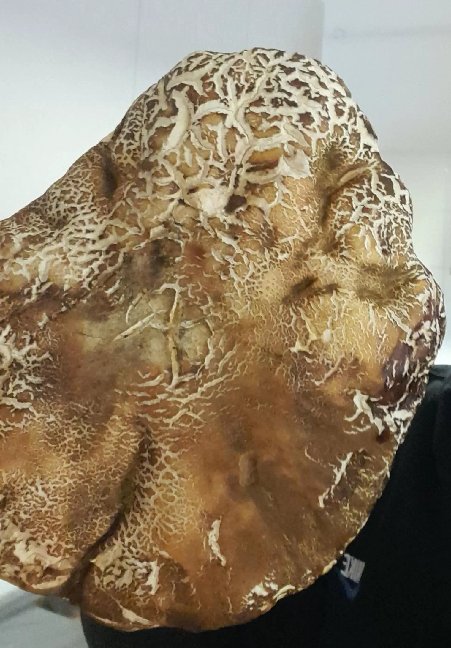 Masseria boutique b&b