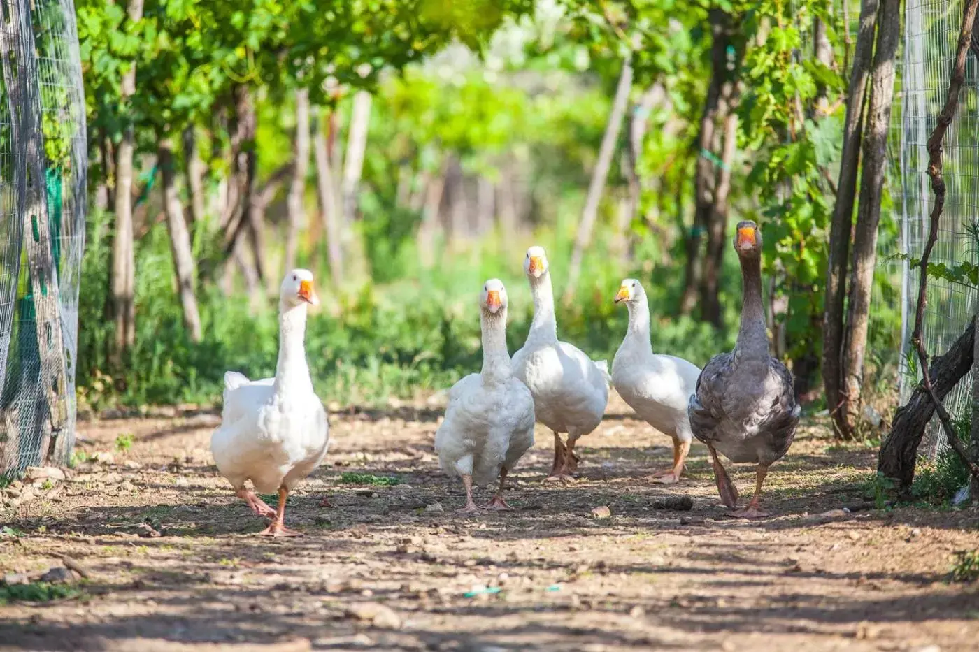 Animals, Other Animals in Il Gallo Con Gli Stivali