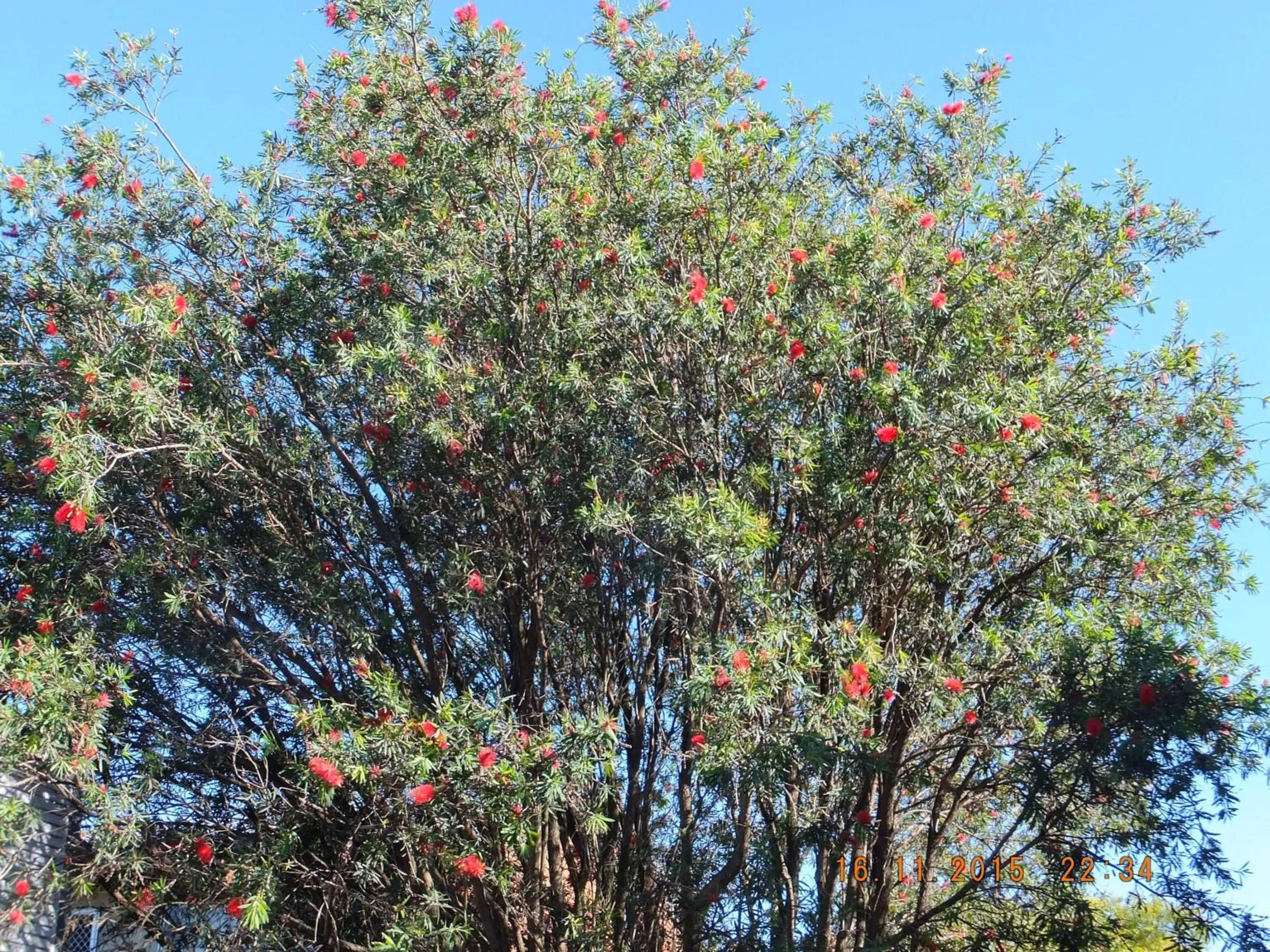Garden view in Torquay Terrace Bed & Breakfast