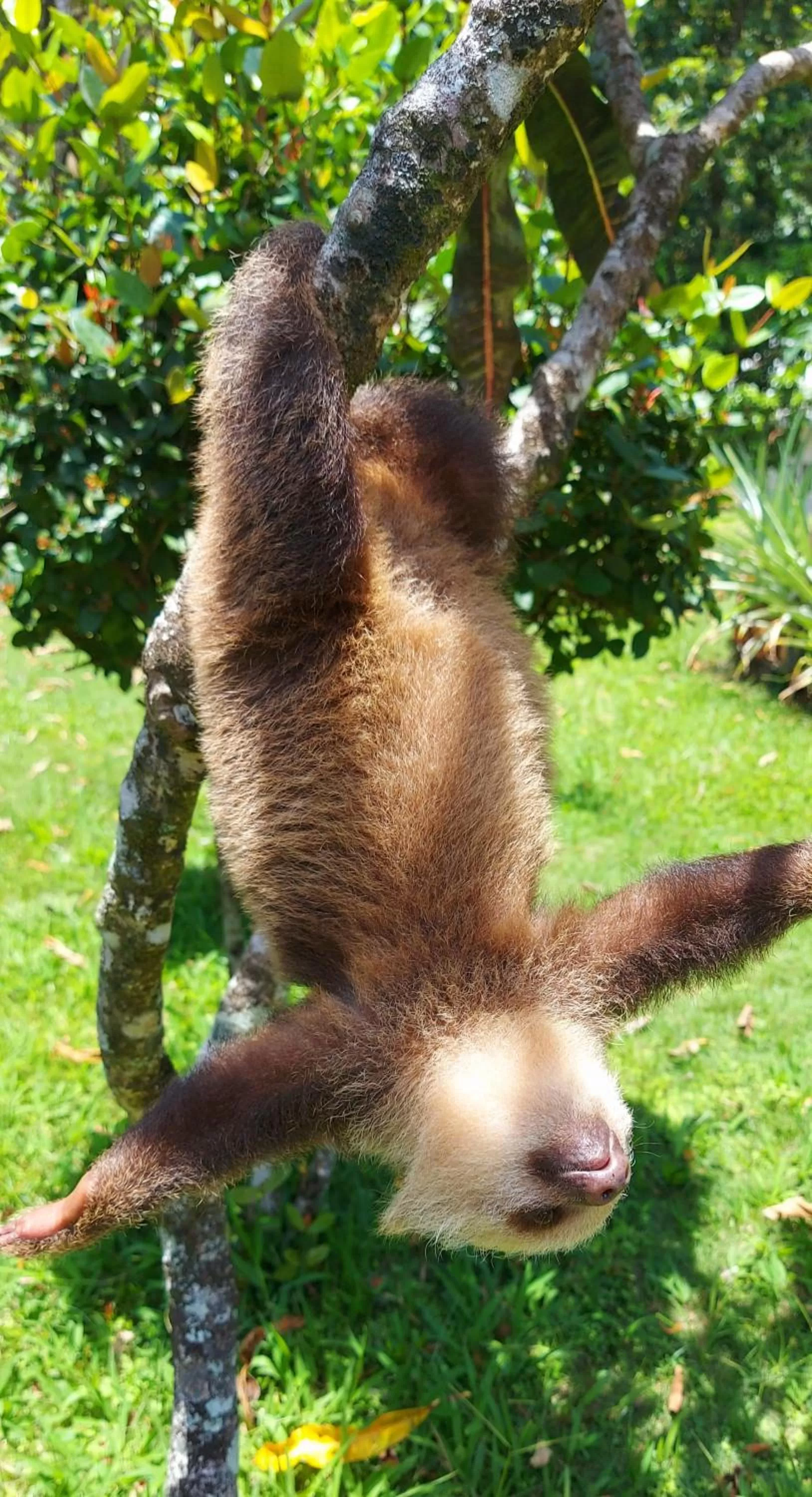 Other Animals in The Sunsetter Bed & Breakfast