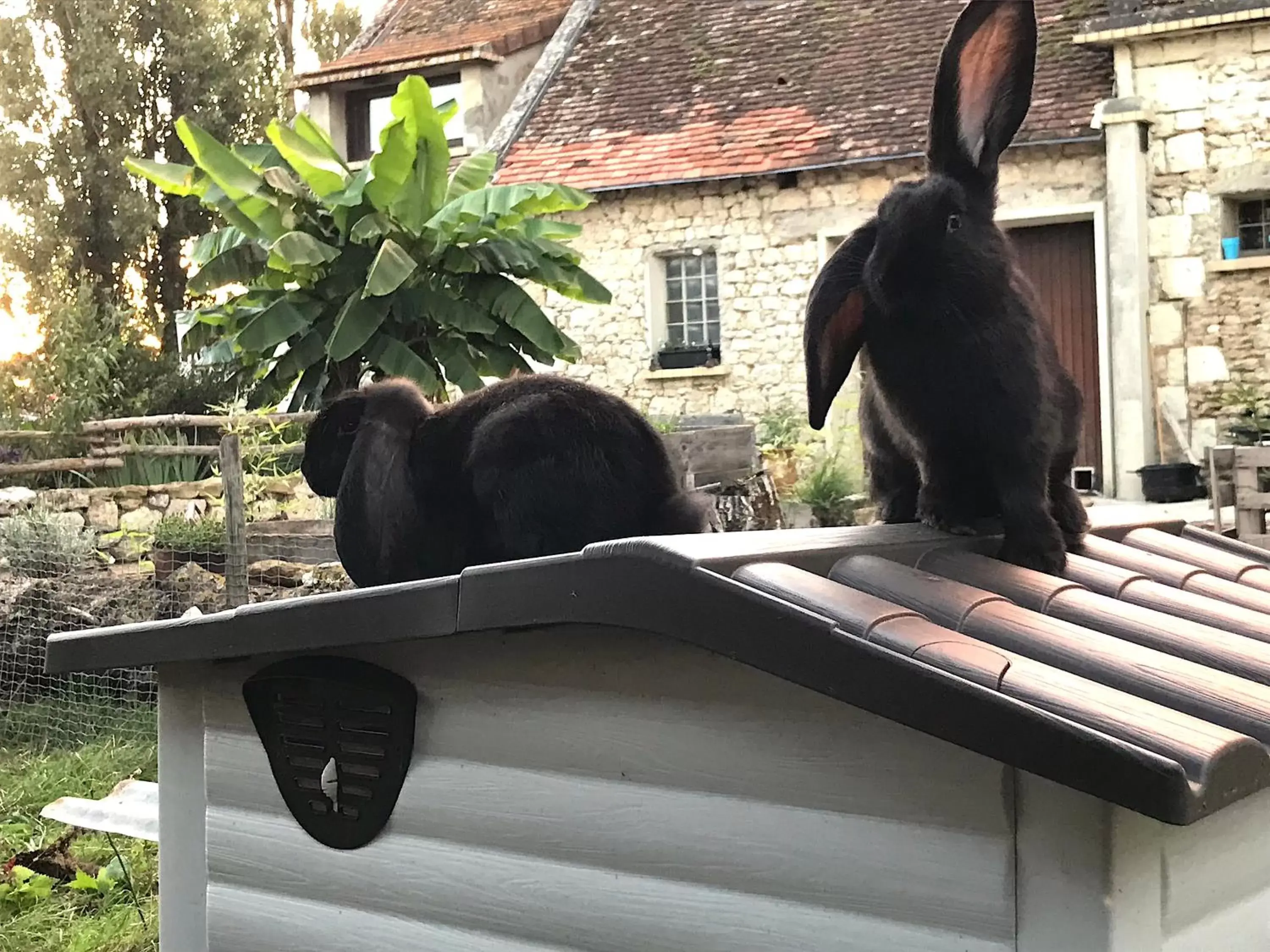 Other Animals in Chez Gustave & Compagnie