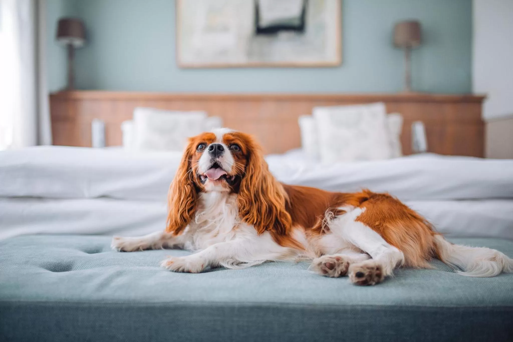 Animals, Bed in Art Hotel