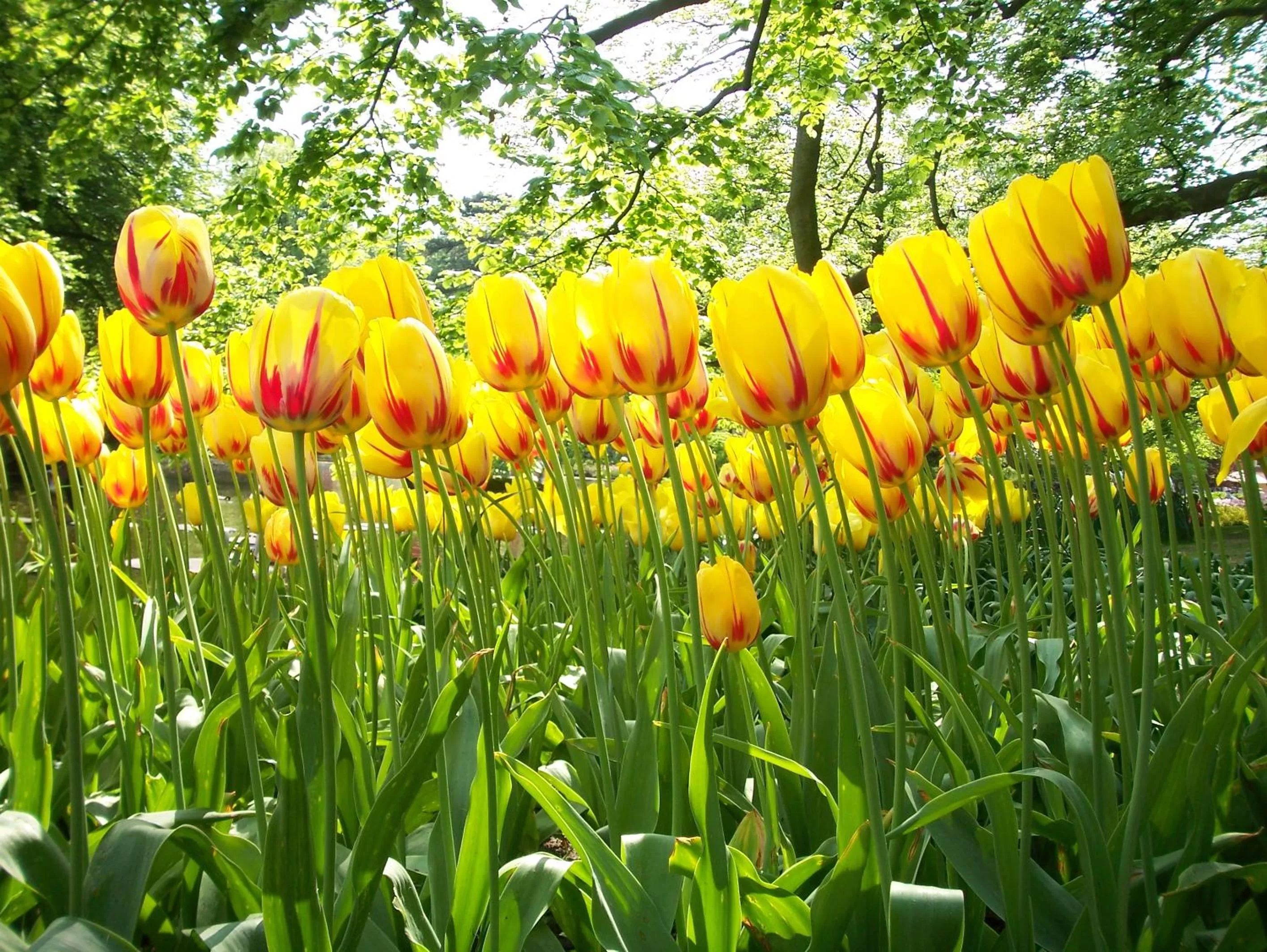 Spring in Ramada by Wyndham Amsterdam Airport Schiphol