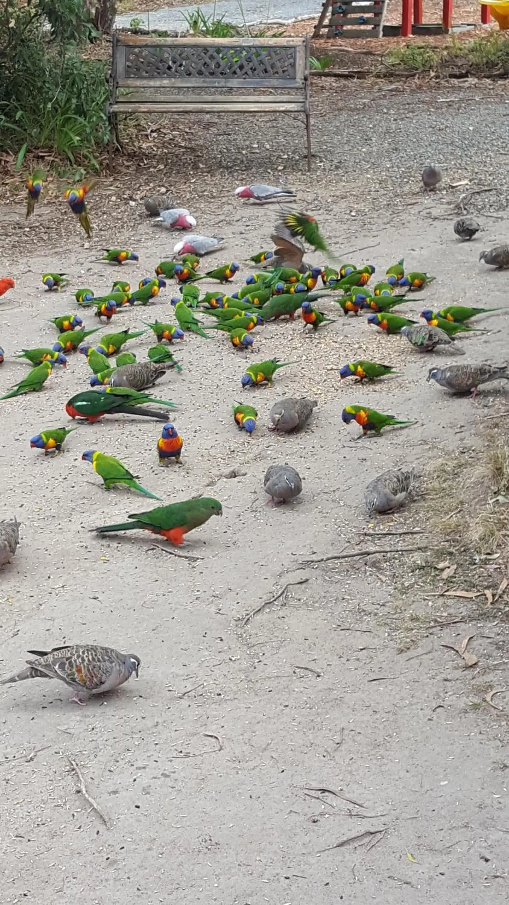 Animals, Beach in Kalimna Woods Cottages