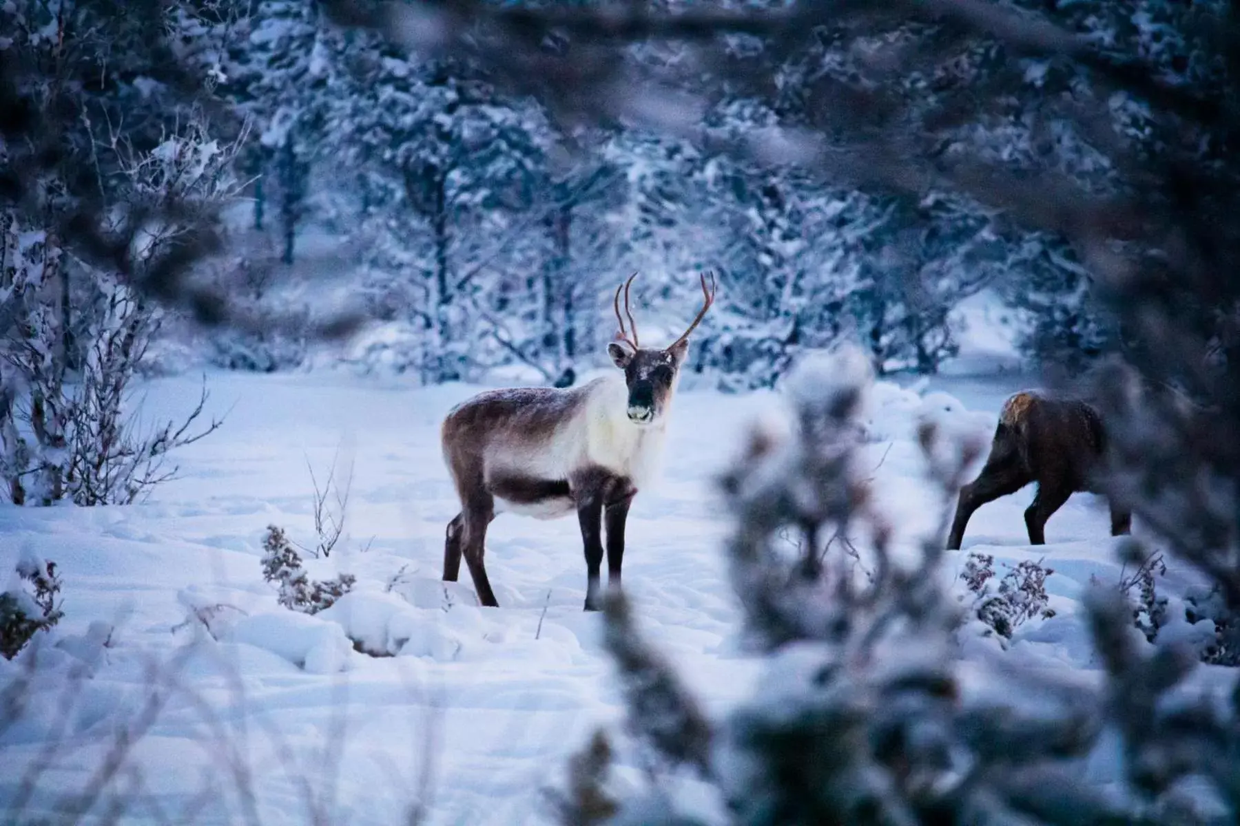 Activities, Winter in Camp Ripan