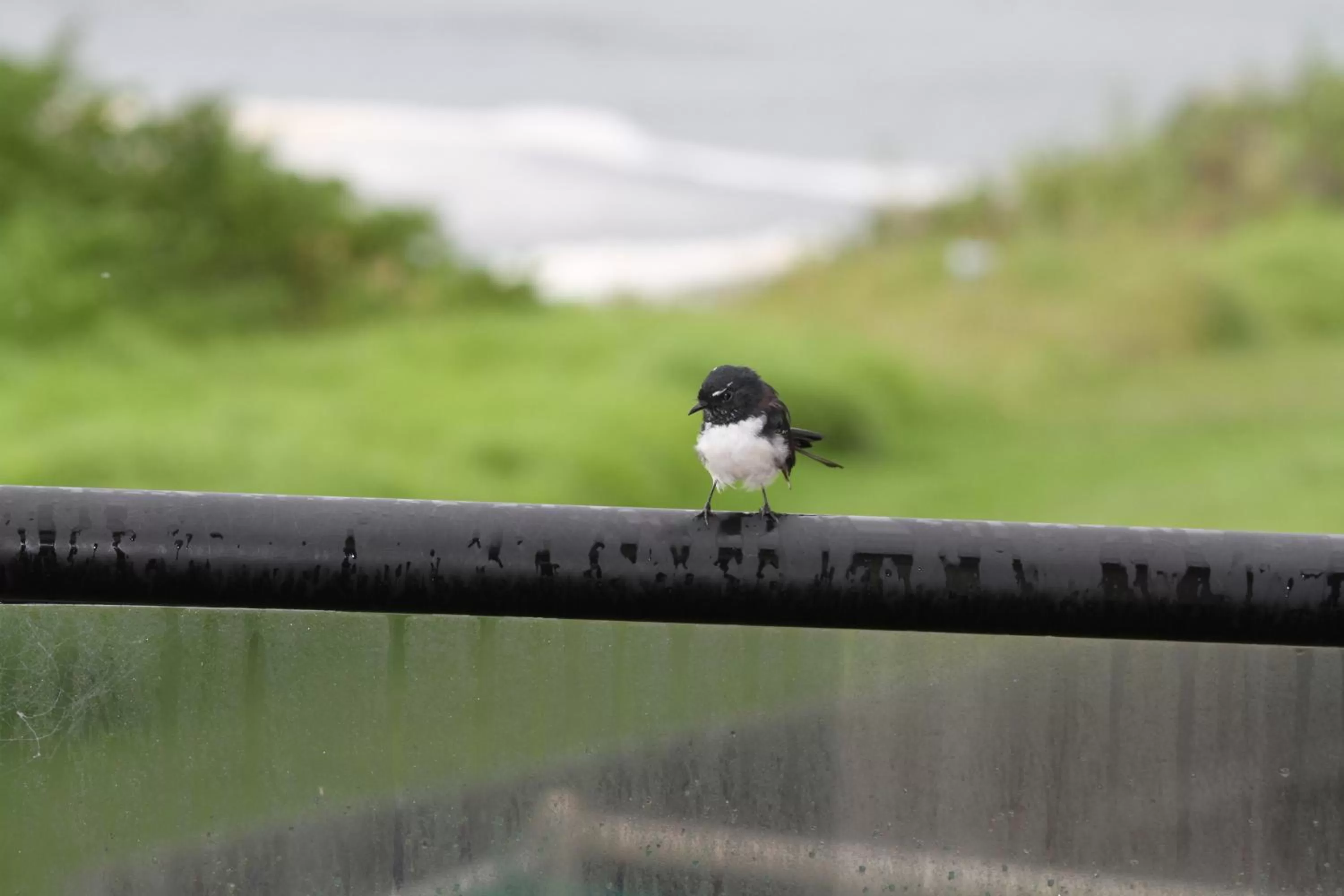 Animals, Other Animals in Sea Whispers