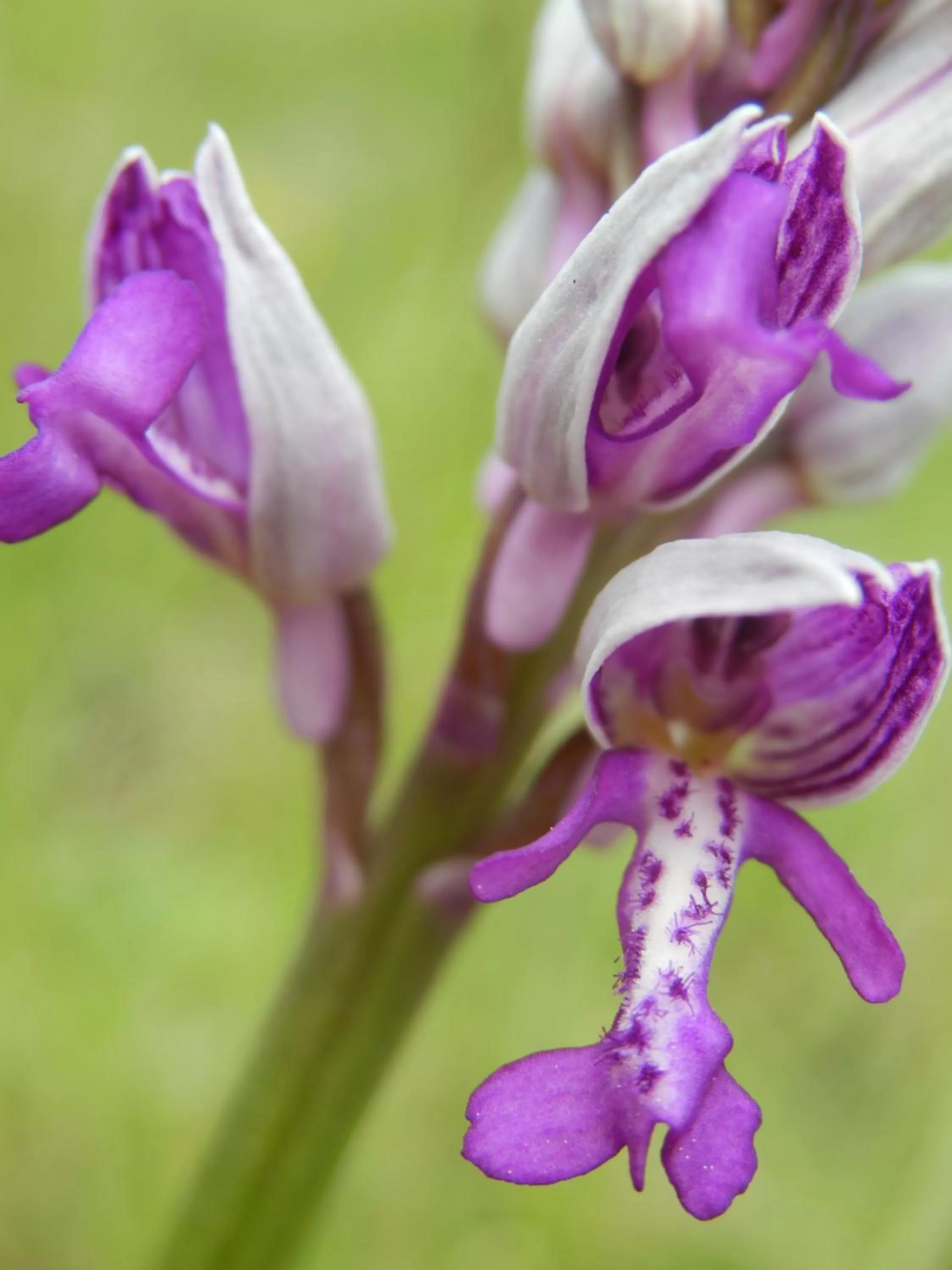 Other in L'Estapade des Tourelons