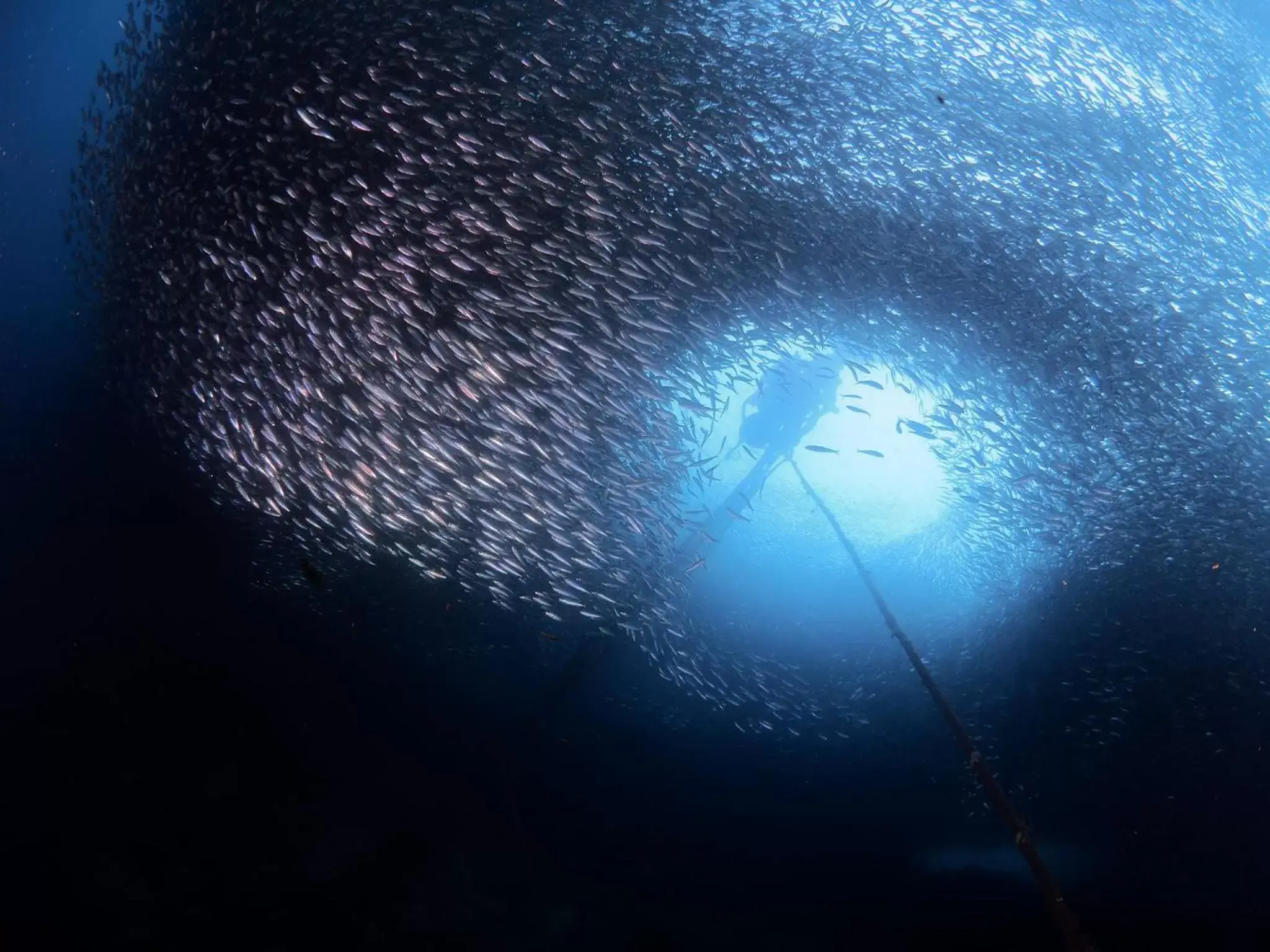 Diving, Bird's-eye View in Quo Vadis Dive Resort