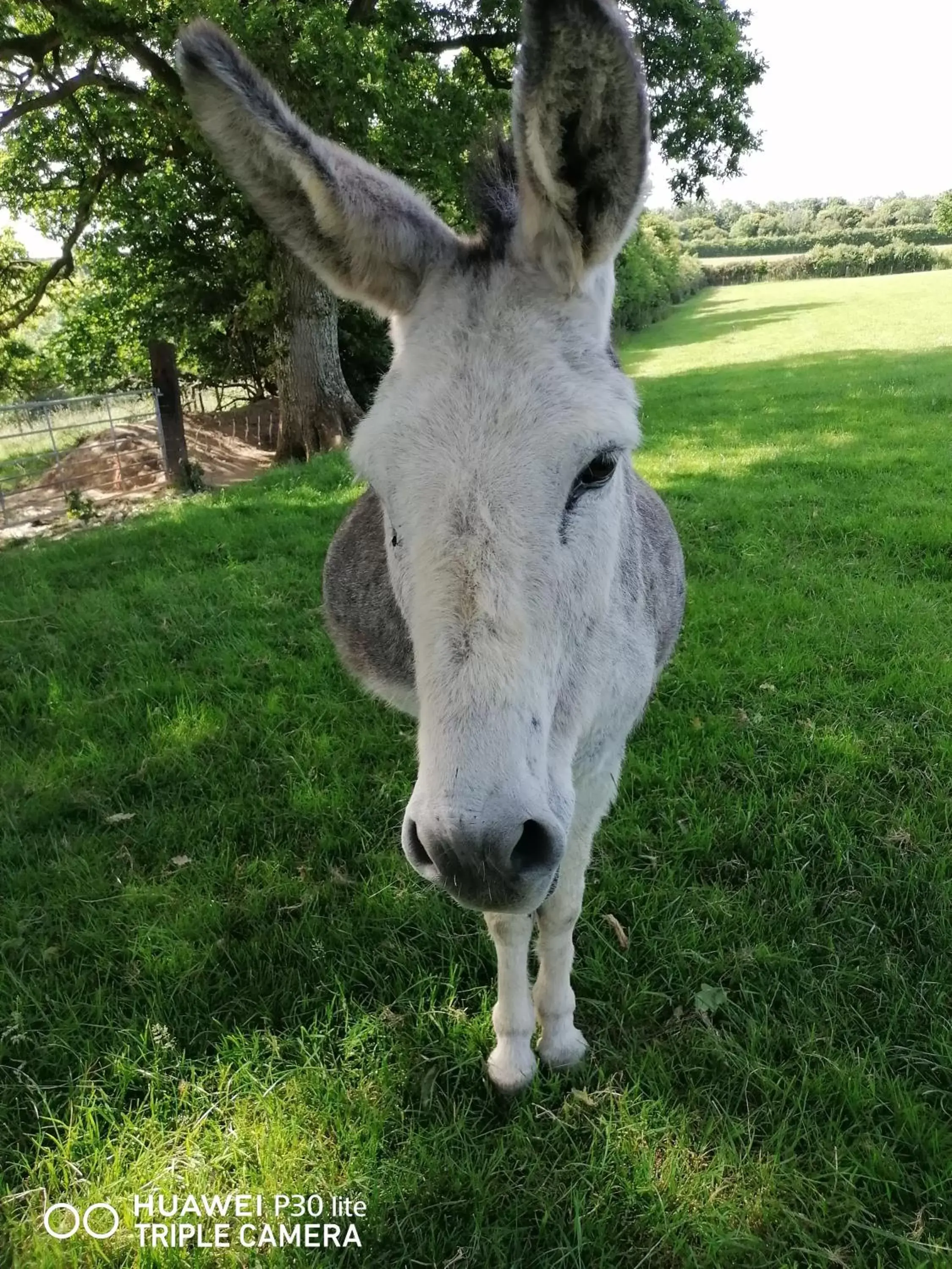 Other Animals in Lovaton Farmhouse