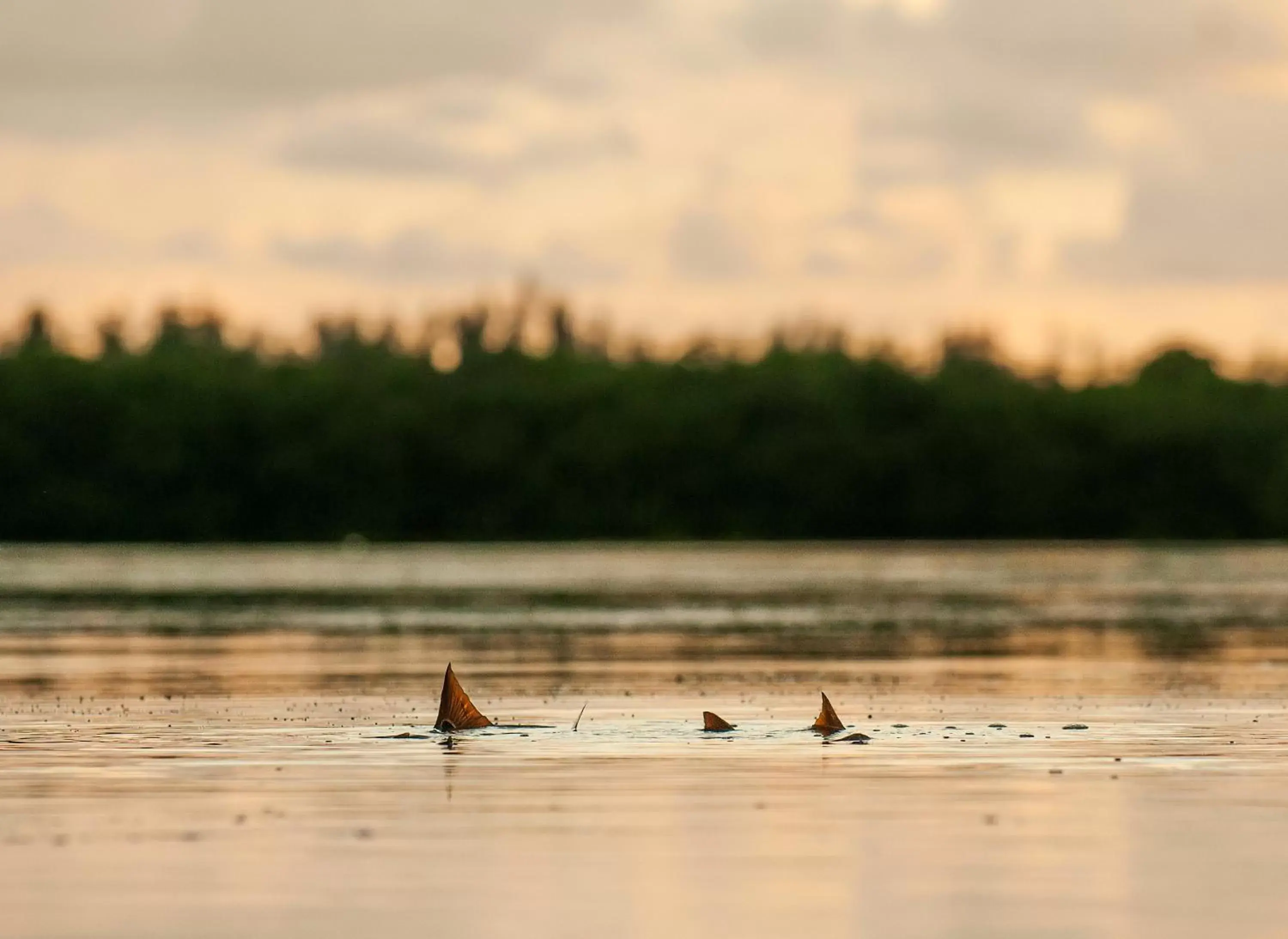 Fishing, Natural Landscape in Black Dolphin Inn