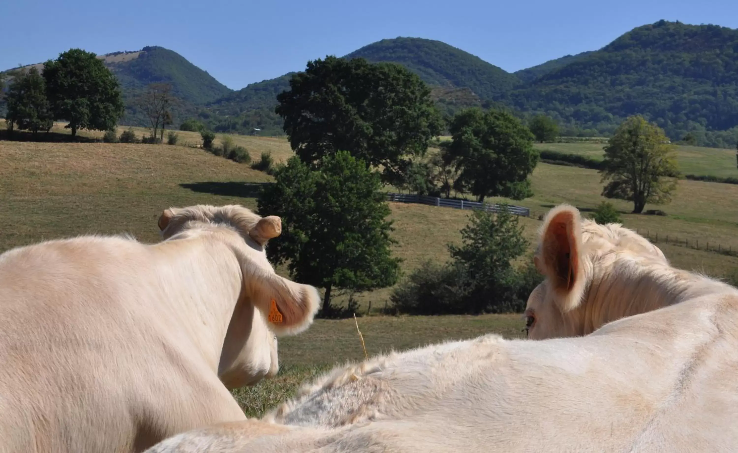 Mountain view, Pets in Terres de la Grange