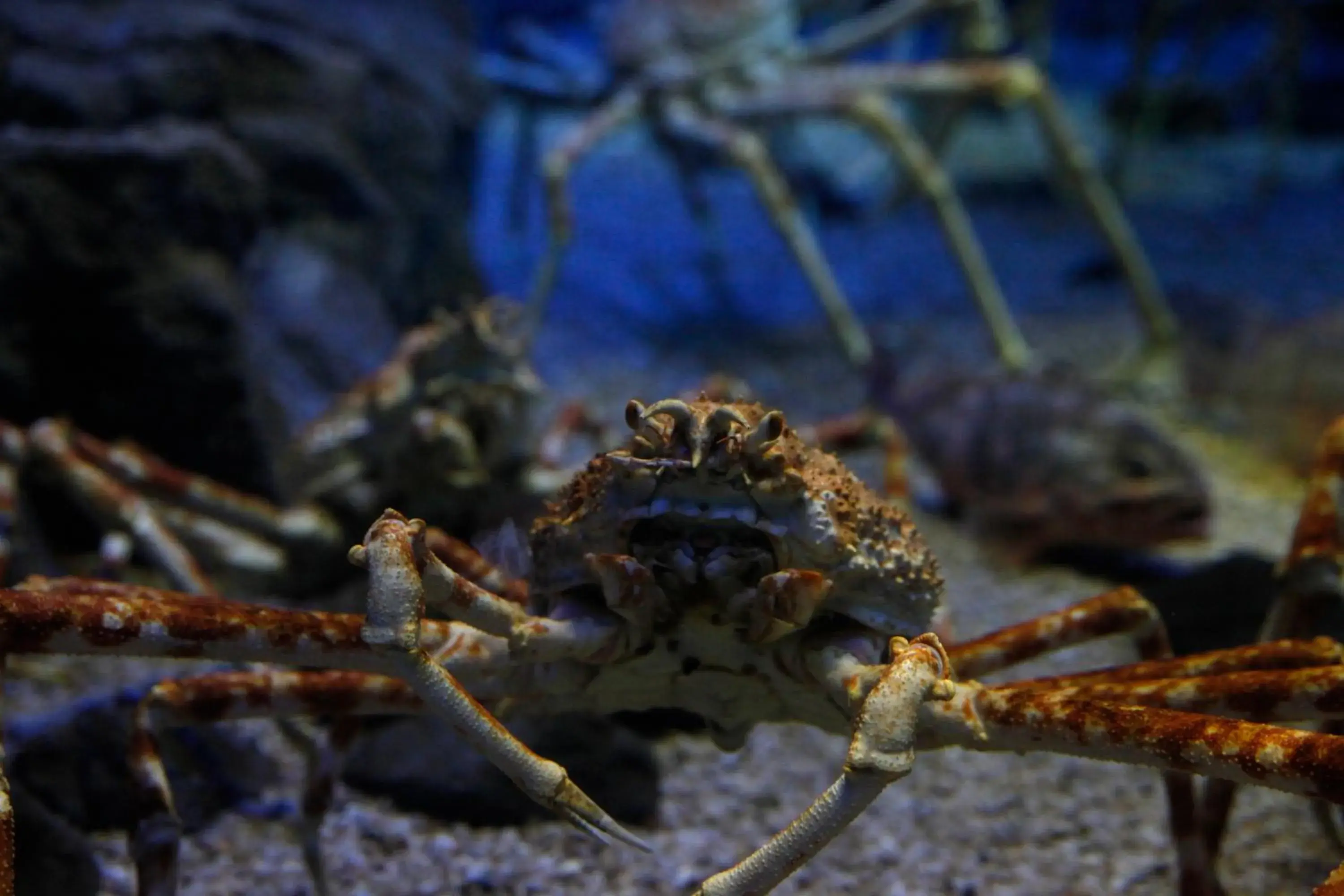 Nearby landmark, Other Animals in Hotel Wing International Select Higashi Osaka