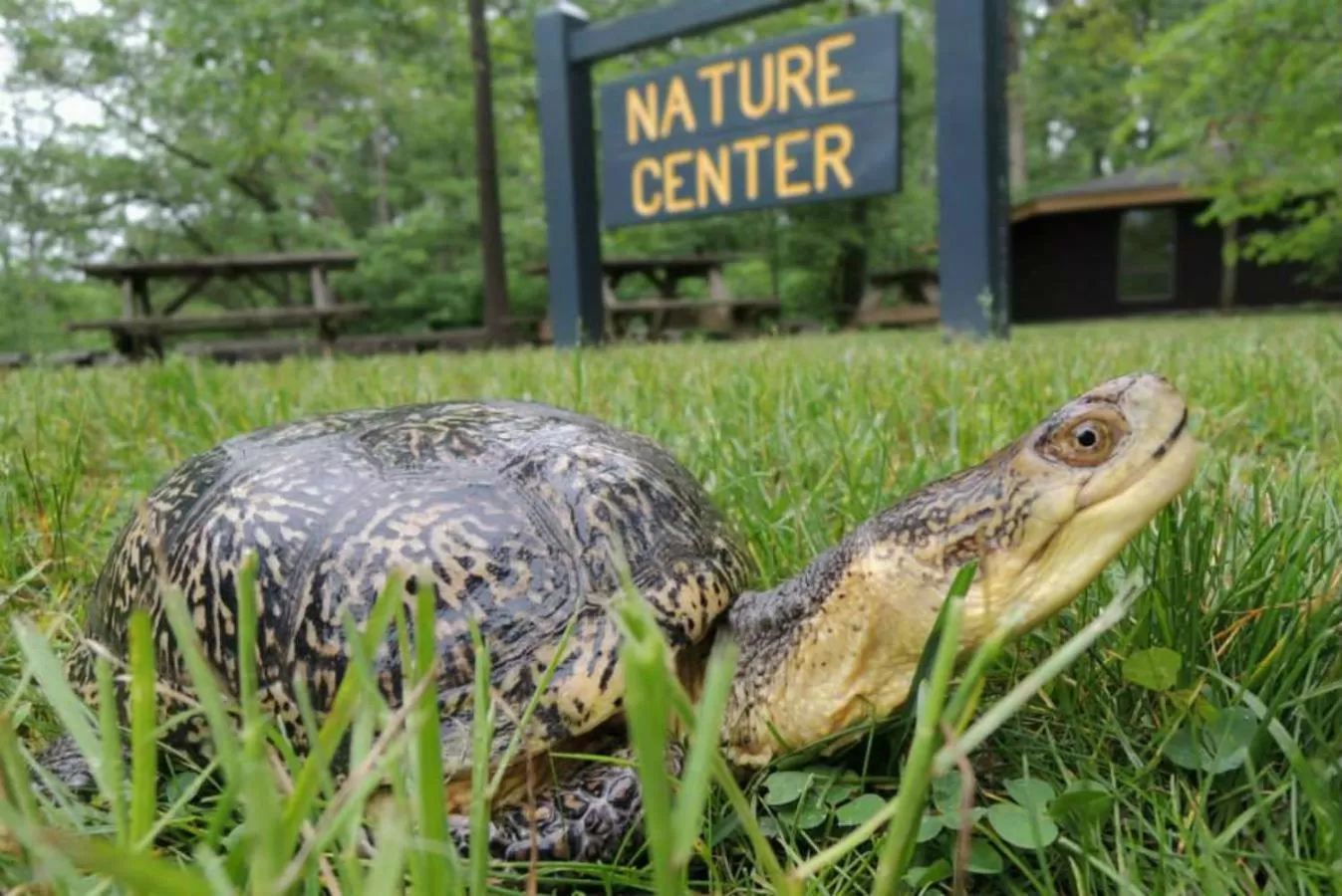 Activities, Other Animals in Potawatomi Inn & Cabins