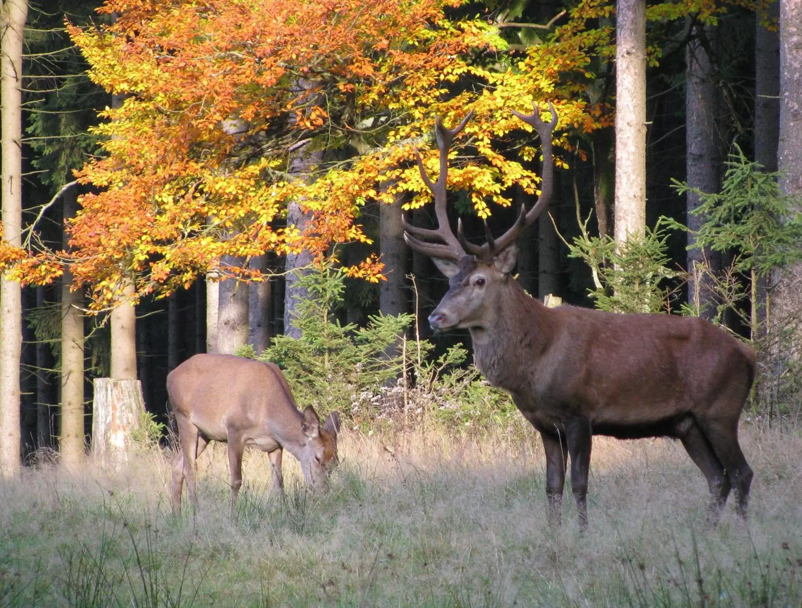 Autumn, Other Animals in BERG & SPA HOTEL GABELBACH
