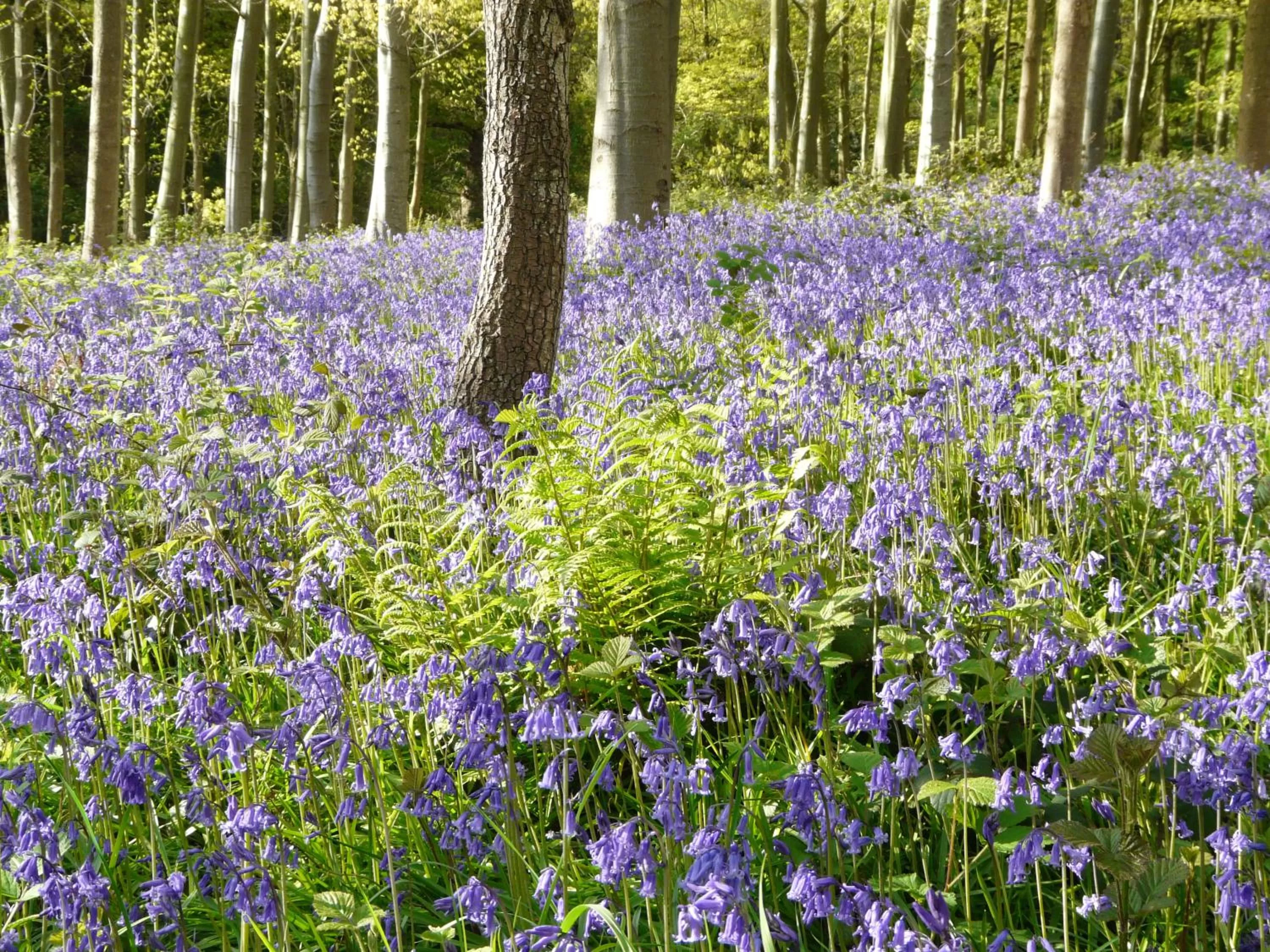 Nearby landmark in Three Ways House Hotel