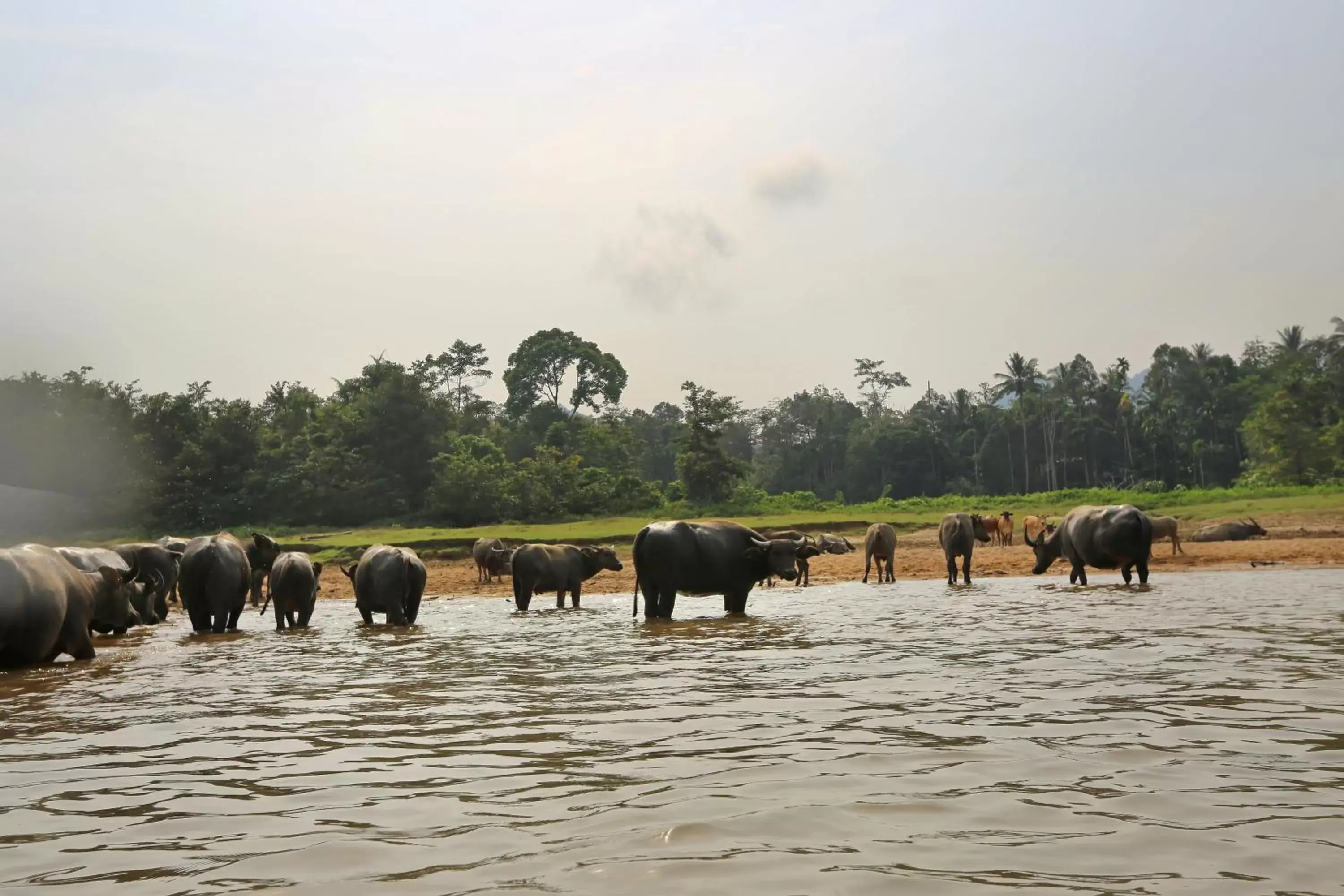 Natural landscape, Other Animals in Mutiara Taman Negara