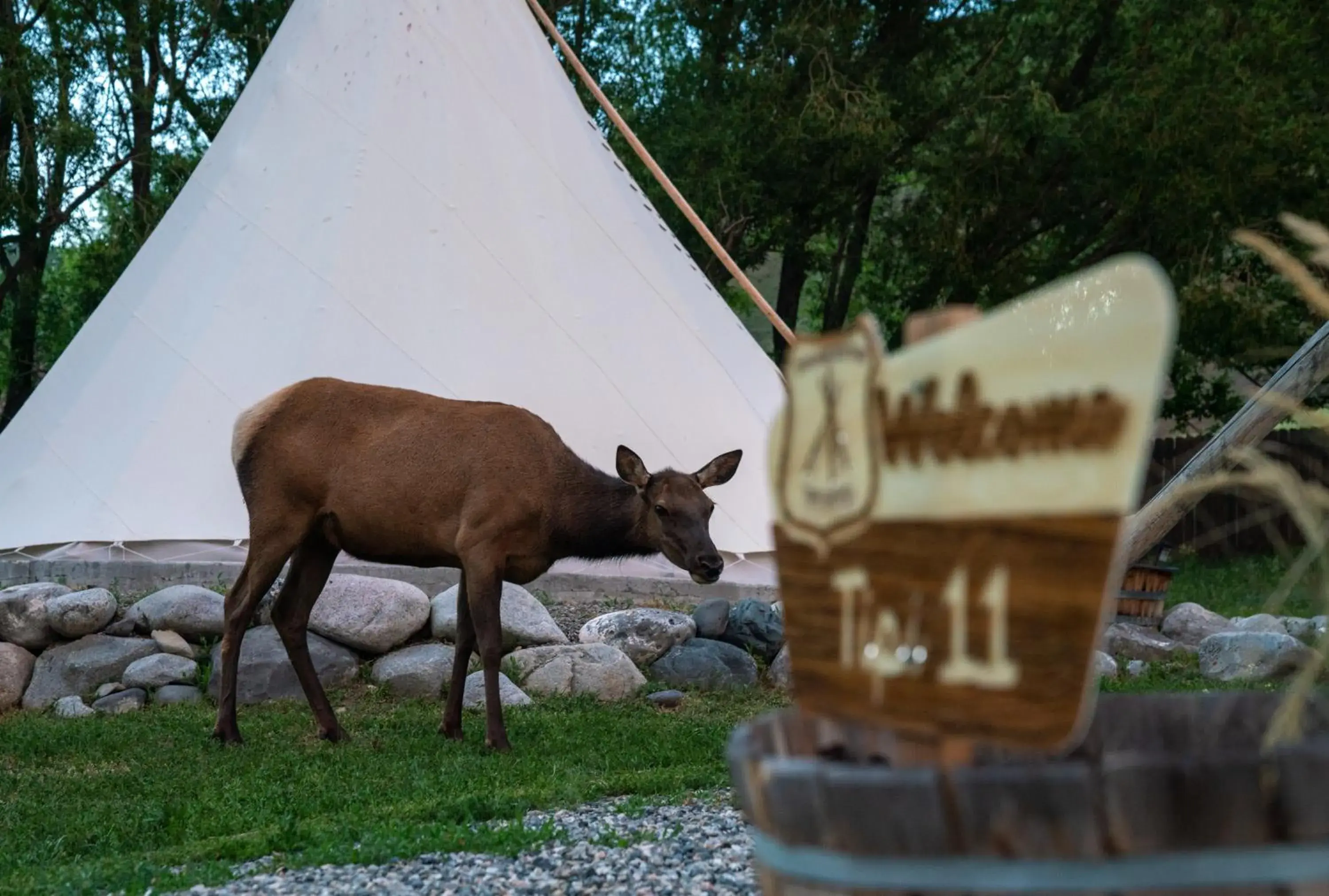 Natural landscape, Other Animals in Dreamcatcher Tipi Hotel