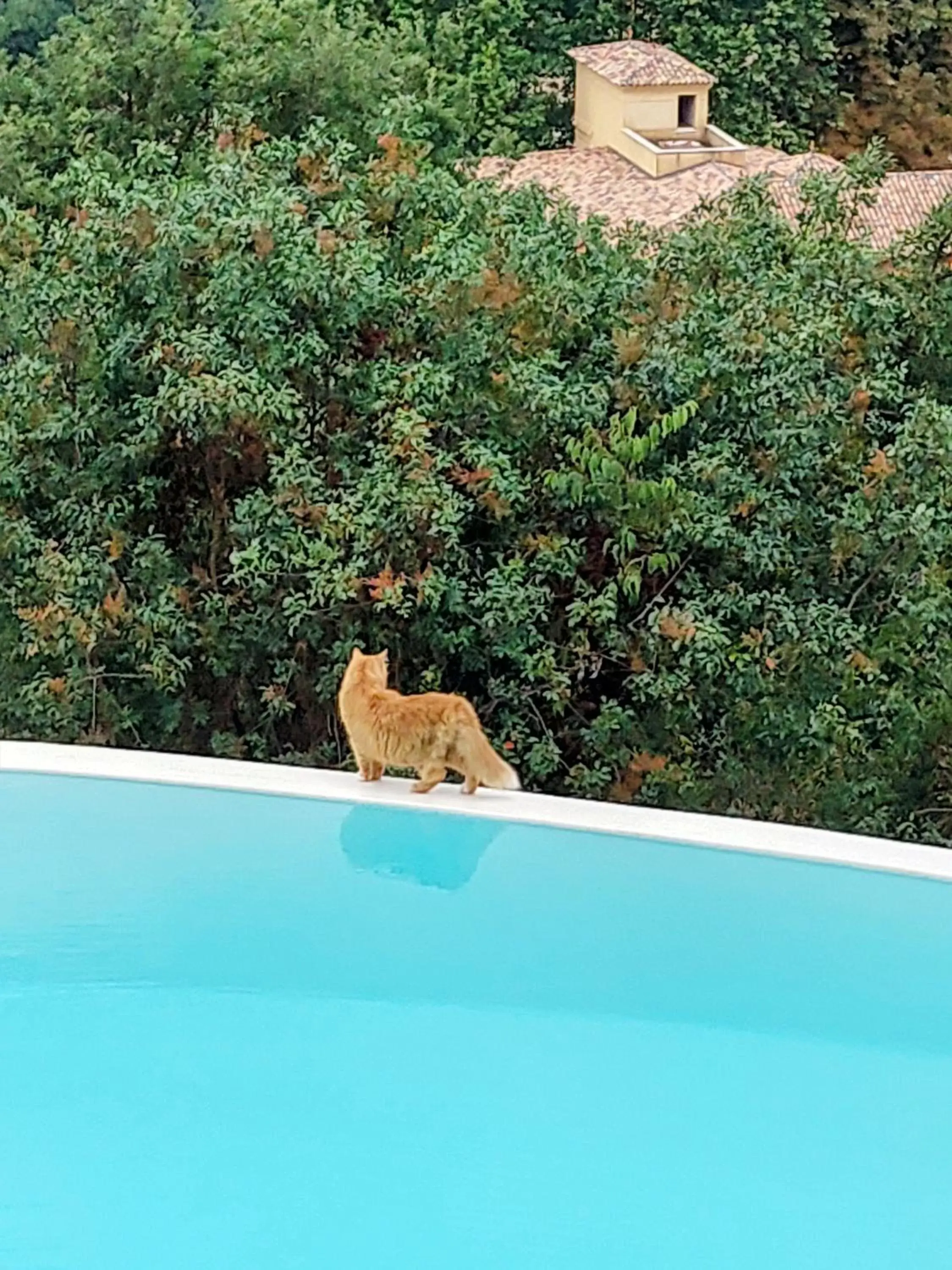 Pool view in Chambre d'hôtes Cottes