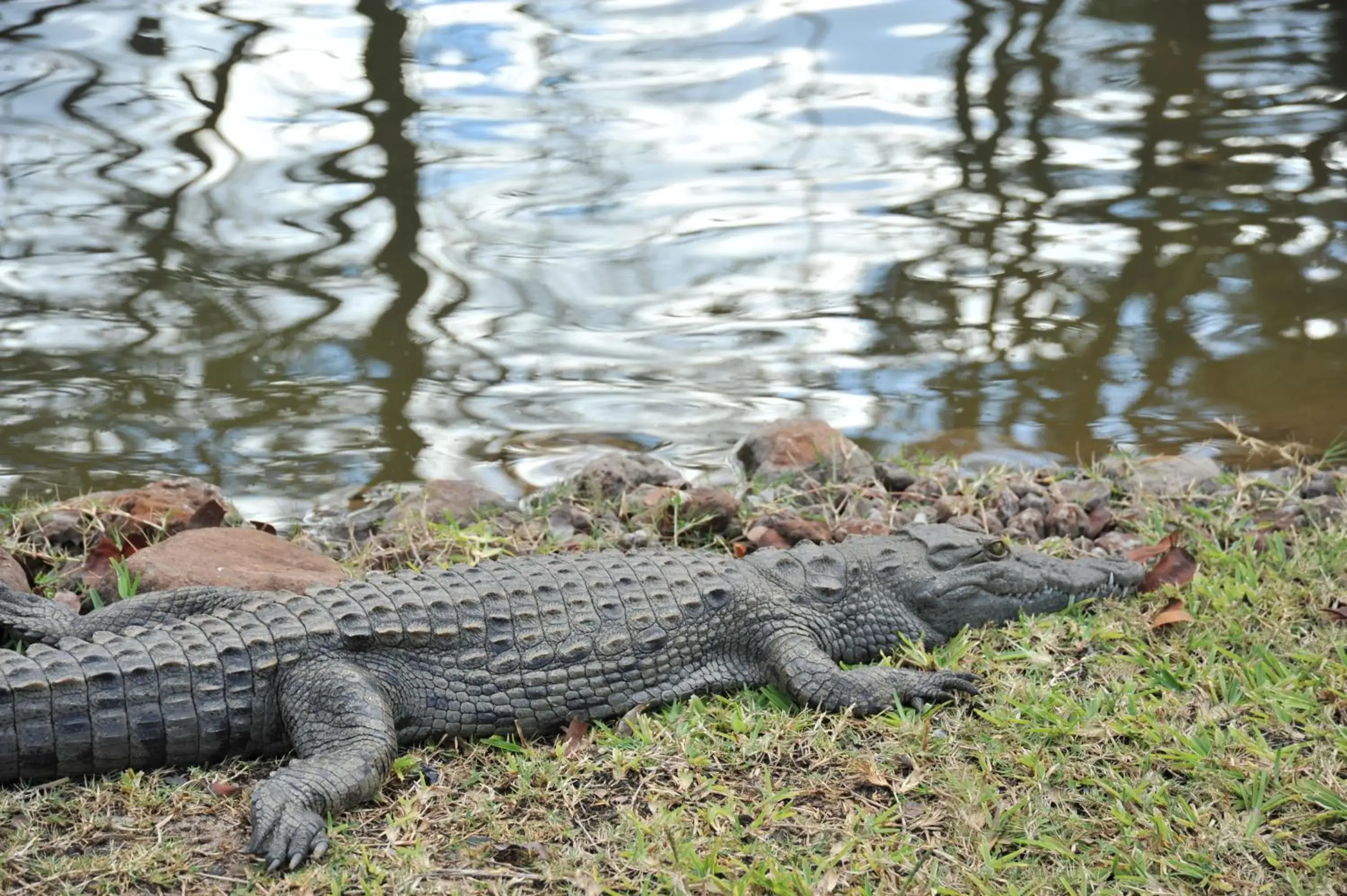 Animals, Other Animals in Aha The David Livingstone Safari Lodge & Spa