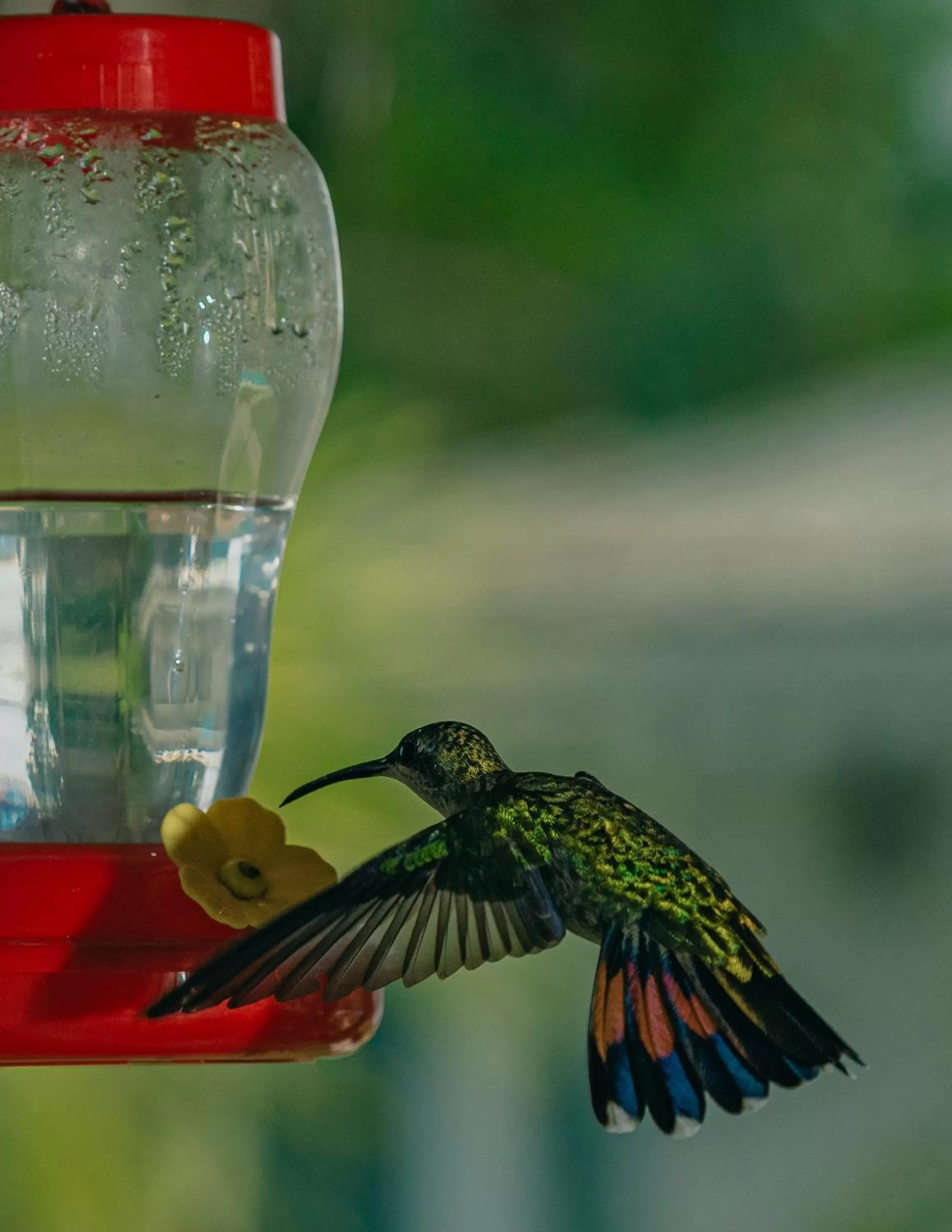 Animals in PUNTA POPY BOUTIQUE HOTEL - Adults Only