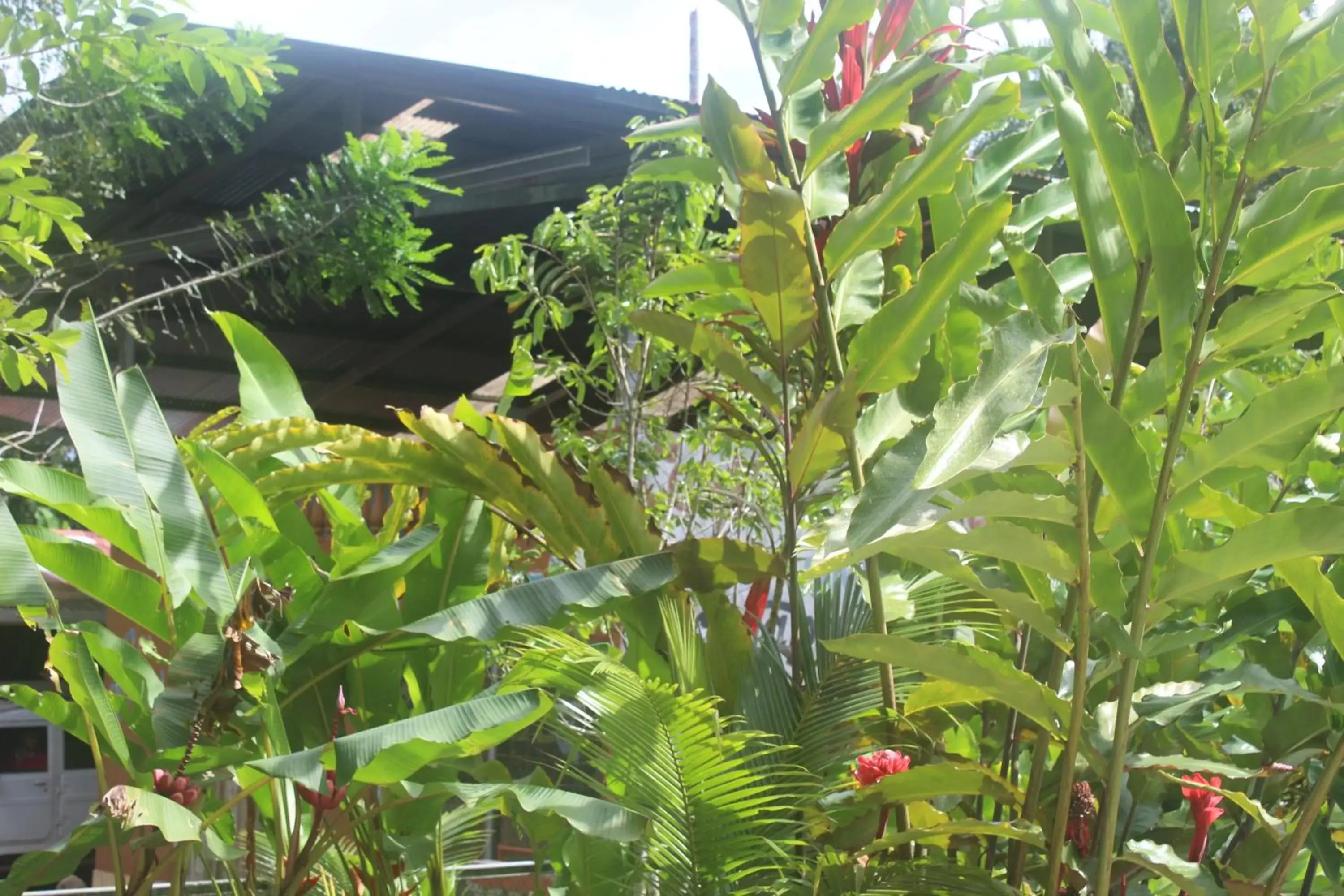 Property building, Garden in Iguanitas Lodge