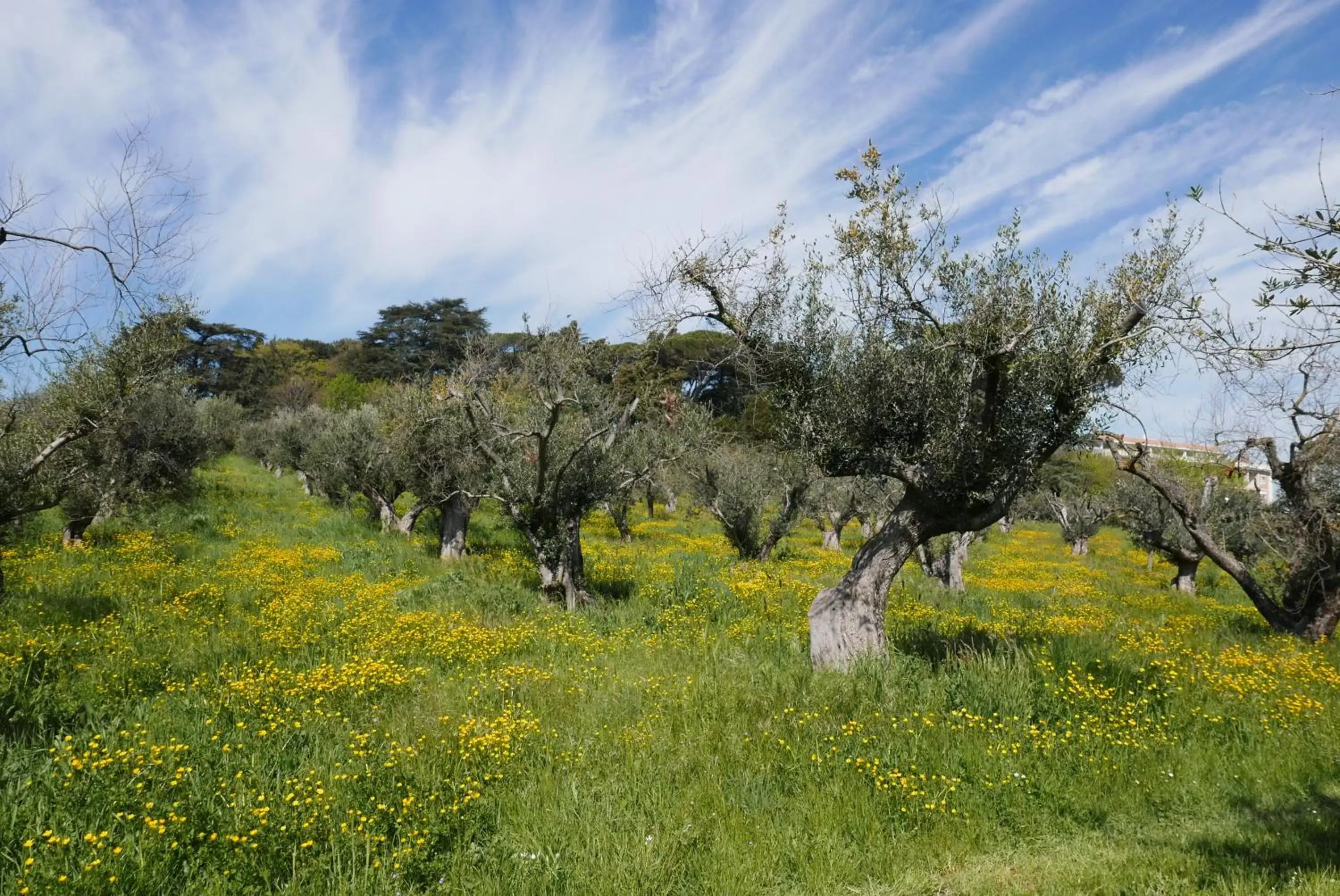 Natural landscape in Villa Cavalletti Appartamenti