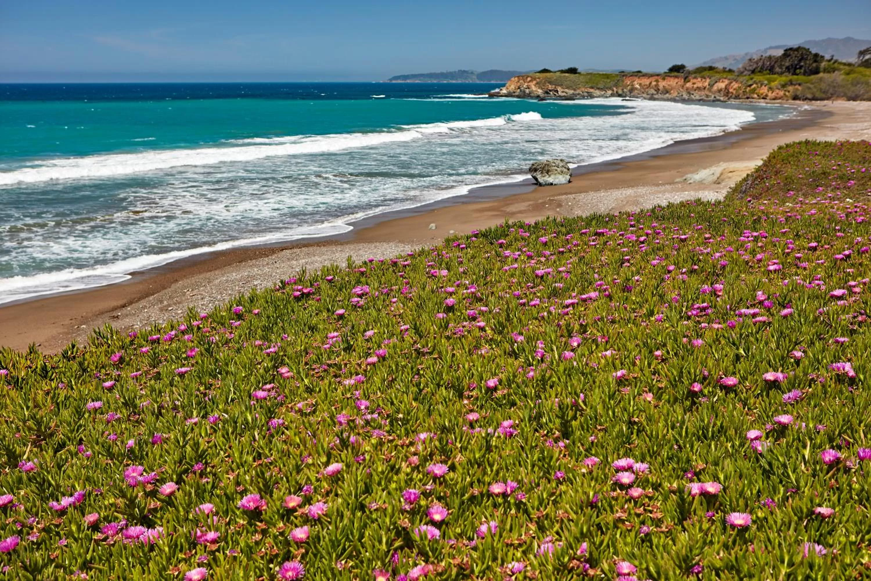 Natural landscape in Cavalier Oceanfront Resort