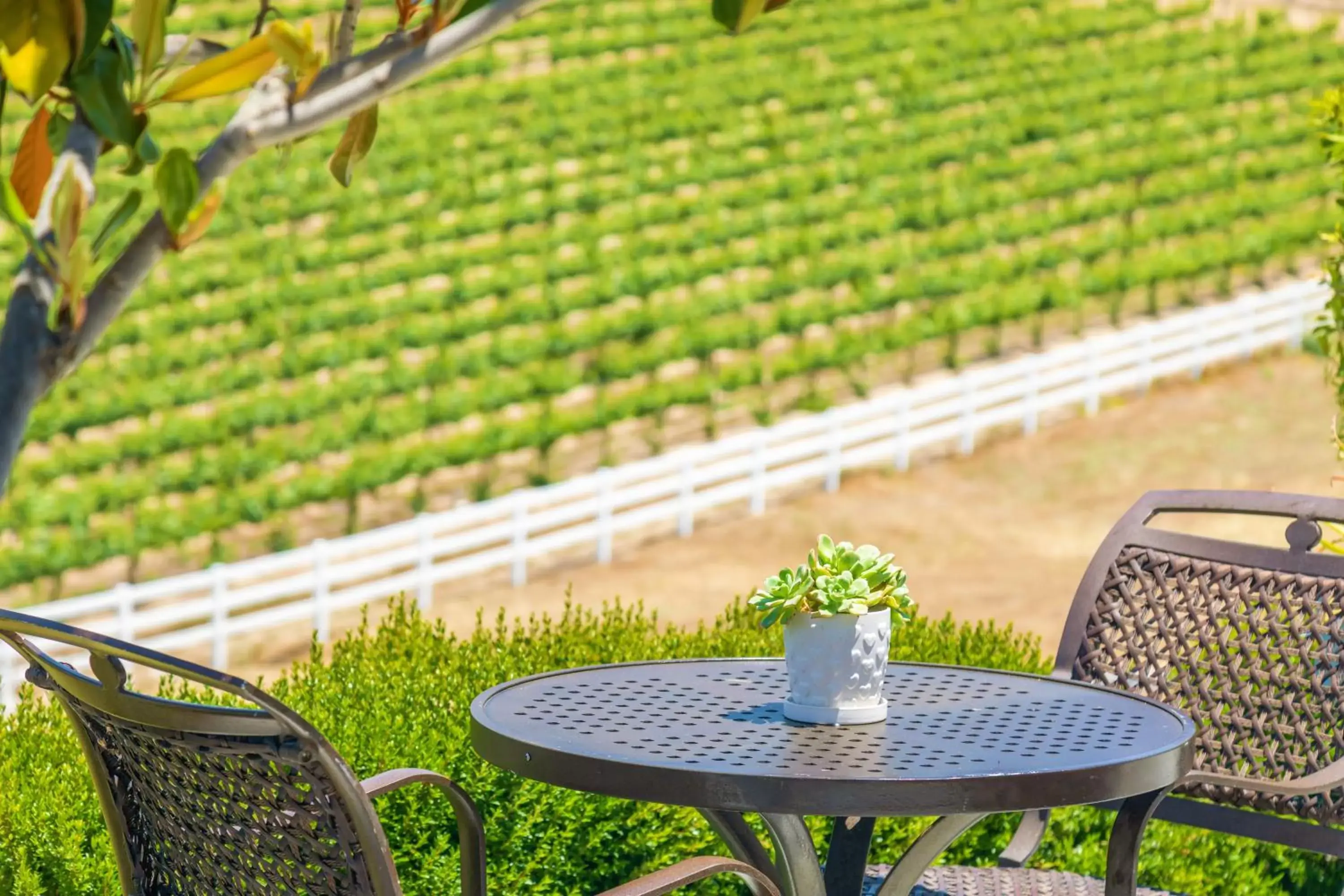 Garden view in Gaia Inn & Spa- Adult Only- Temecula Wine Country Garden view in Gaia Inn & Spa- Adult Only- Temecula Wine Country