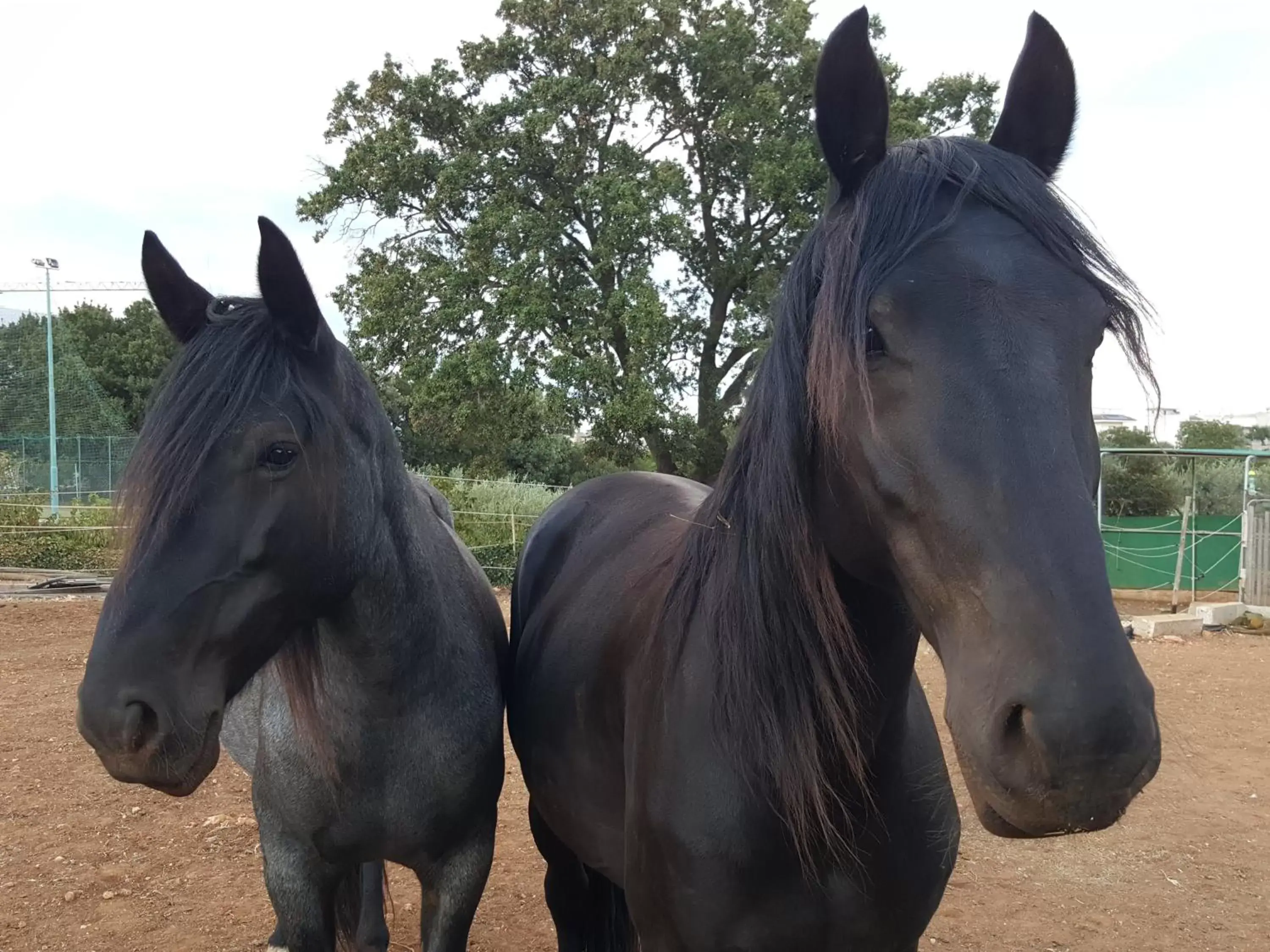 Horseback Riding in Masseria Trulli sull'Aia