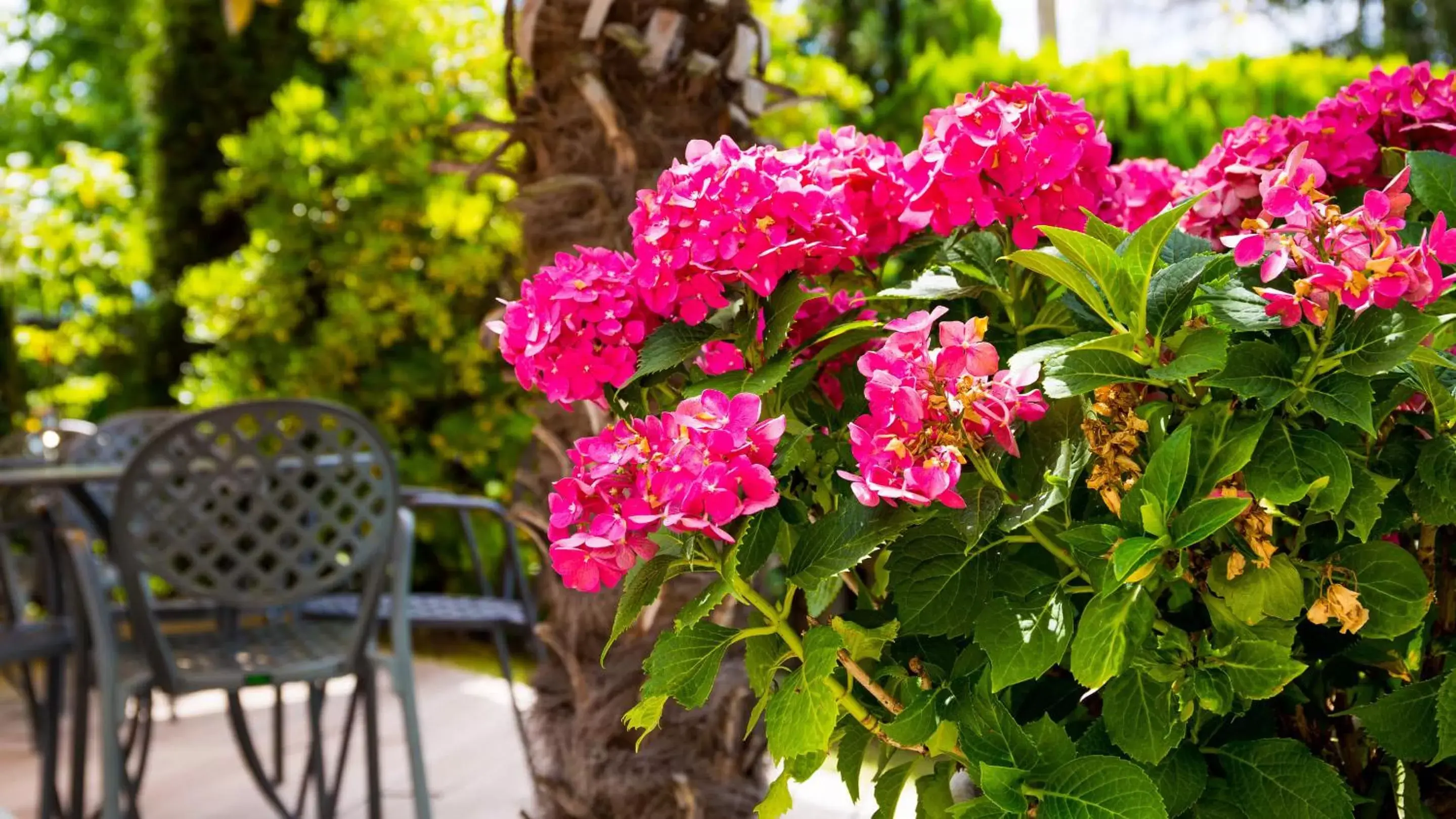 Garden in Hotel Villa Laurus