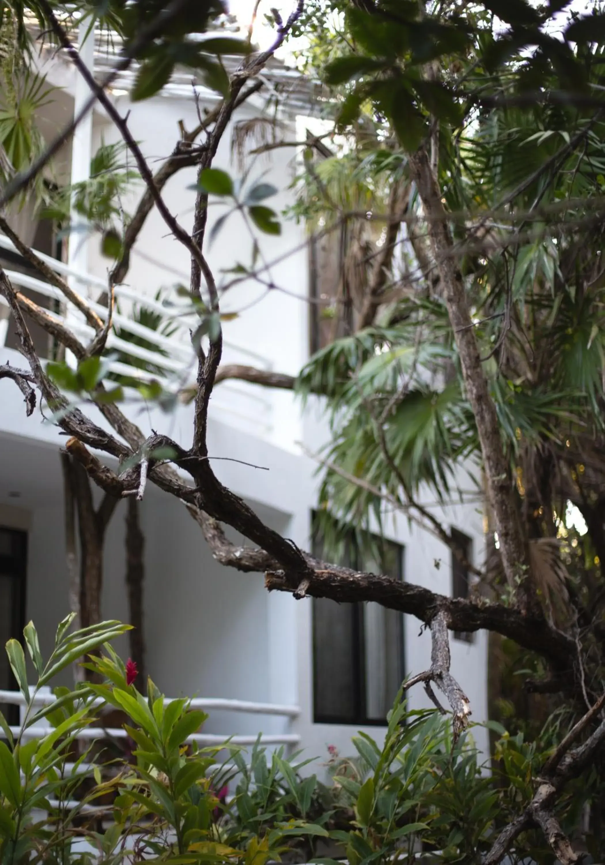 View (from property/room) in Casa Ambar Hotel & Boutique Tulum View (from property/room) in Casa Ambar Hotel & Boutique Tulum